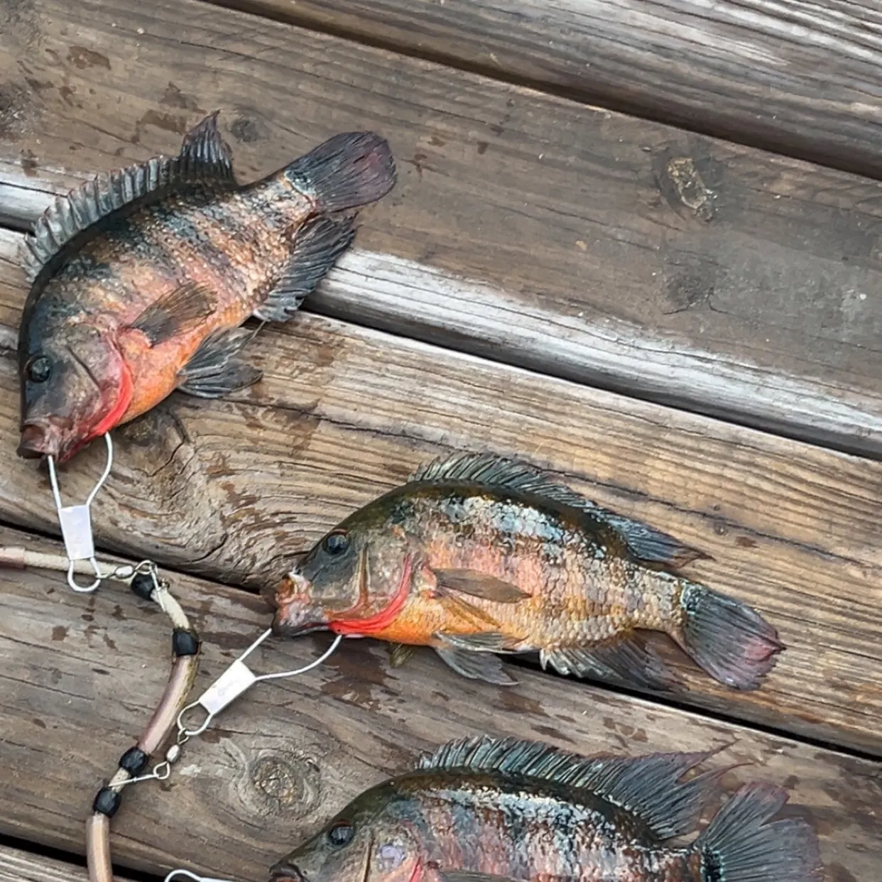The most recent Mayan cichlid catches on Fishbrain