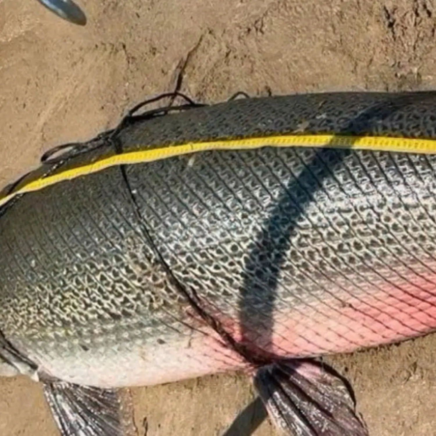 The most recent Alligator gar catches on Fishbrain
