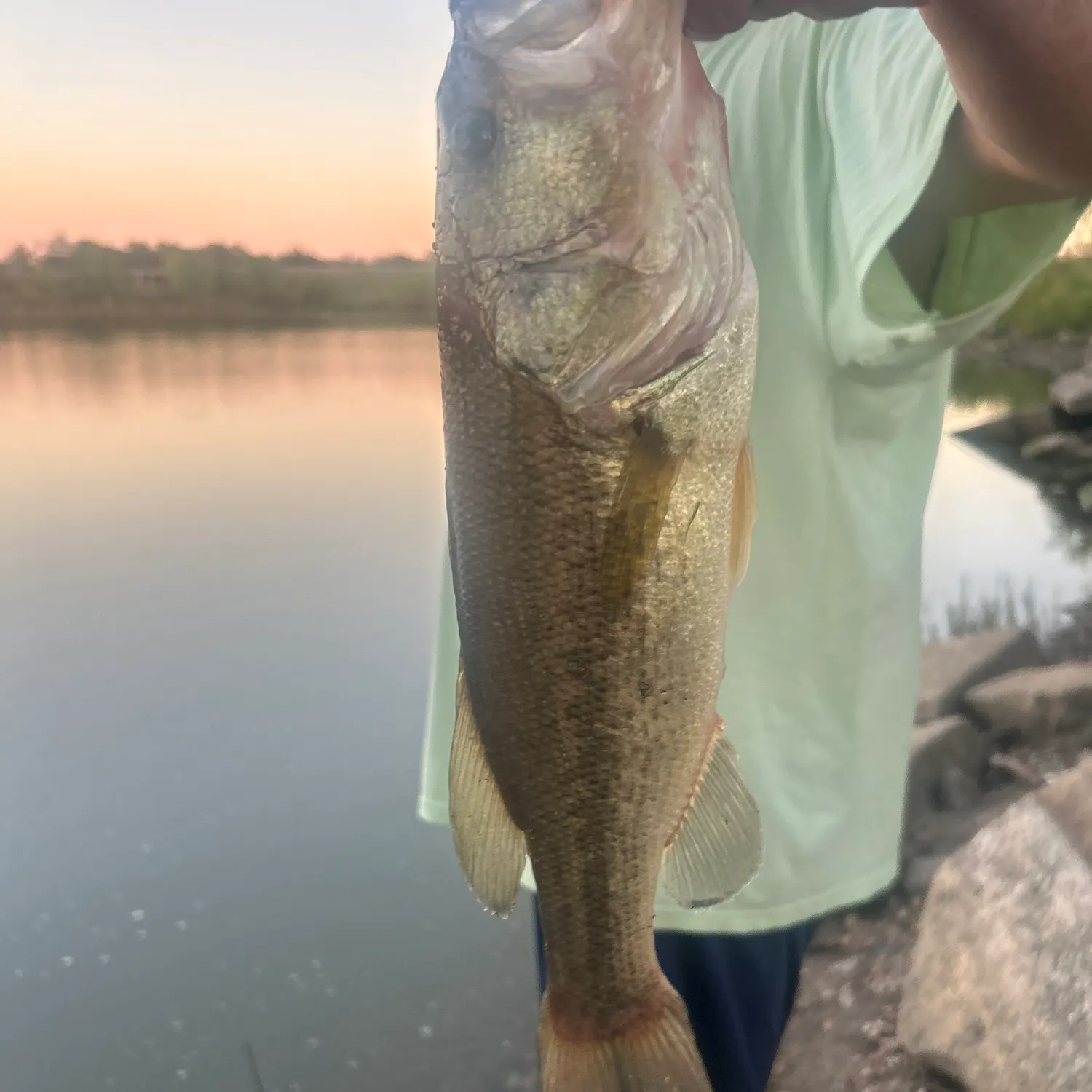 Largemouth bass caught on Fishbrain