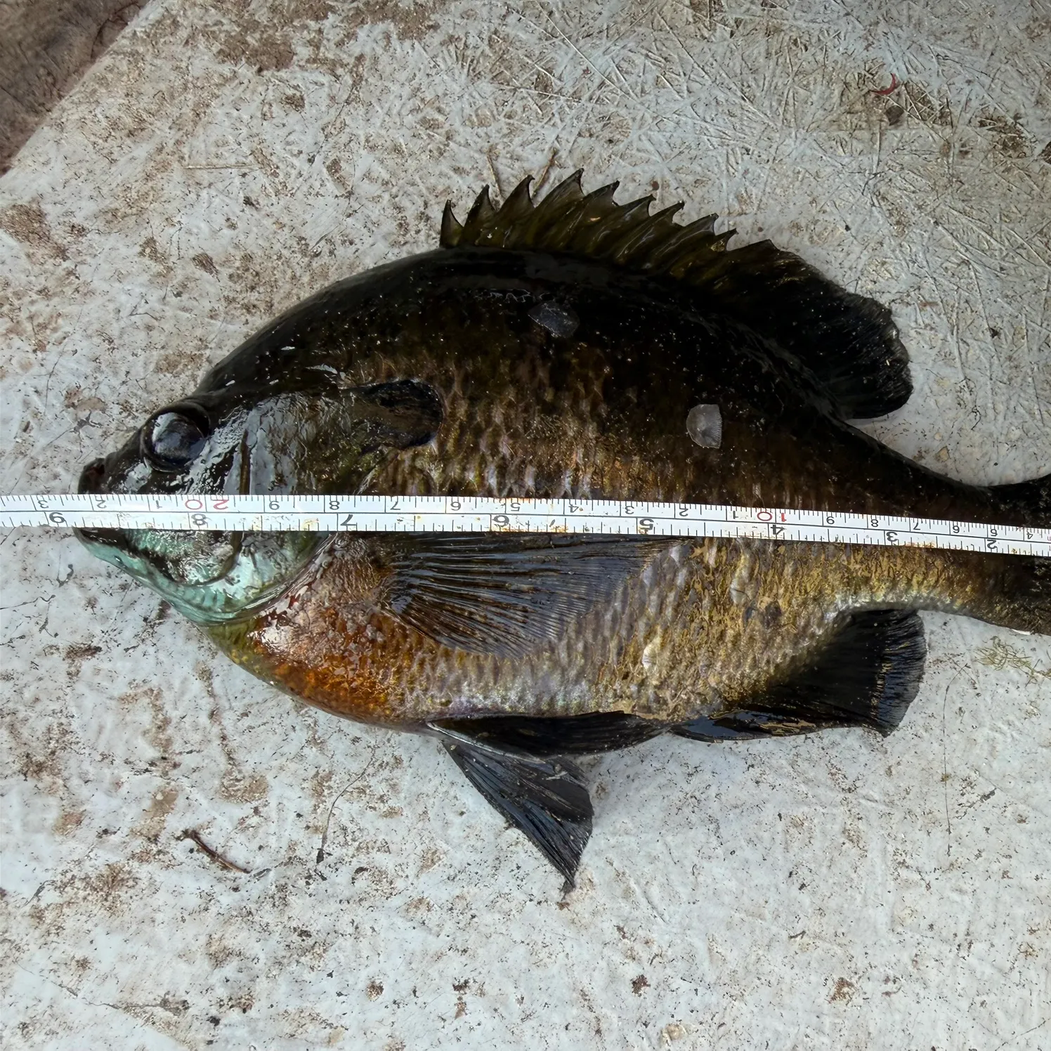 recently logged catches