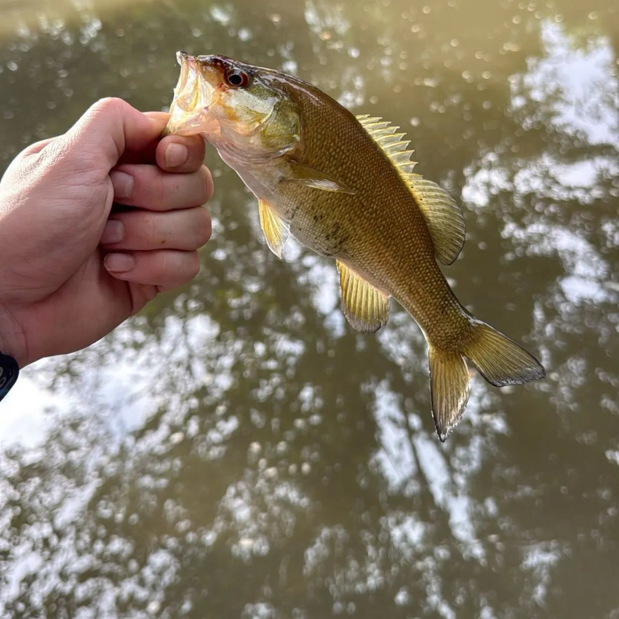 Smallmouth bass caught on Fishbrain