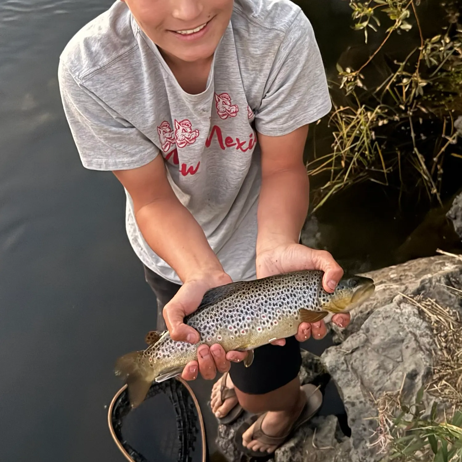 Brown trout caught on Fishbrain