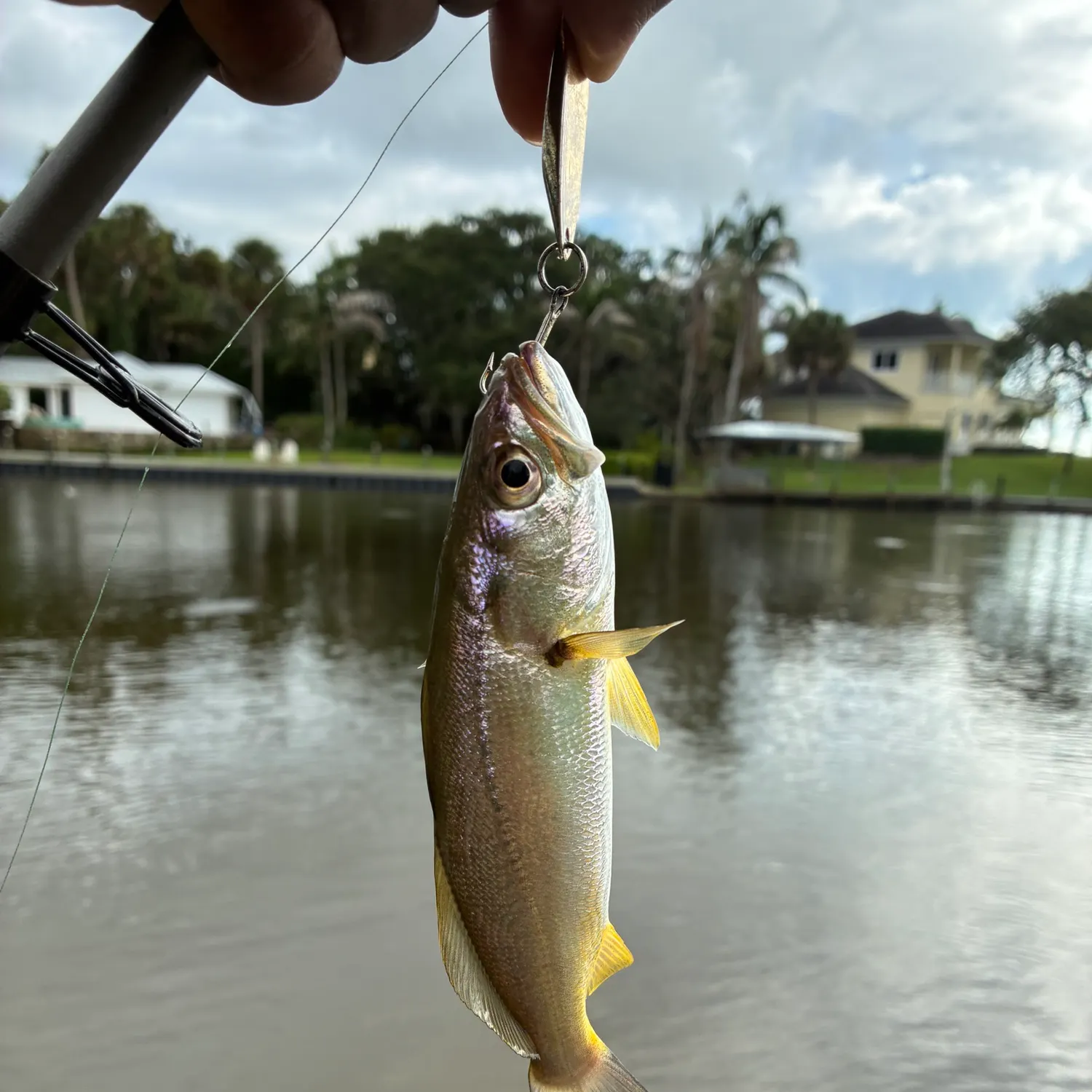 Sand seatrout caught on Fishbrain