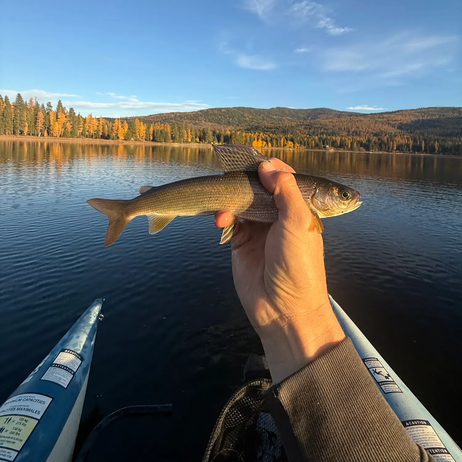 Arctic grayling caught on Fishbrain