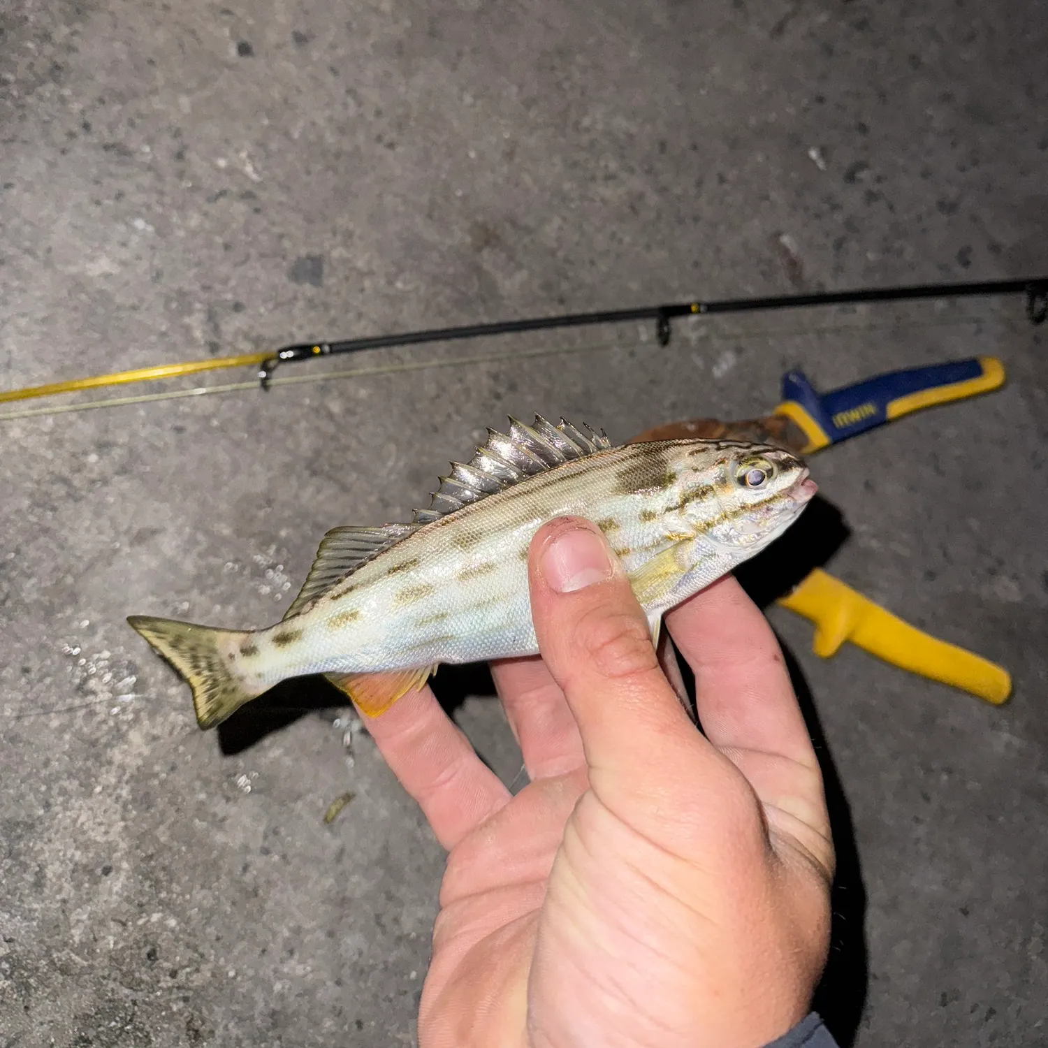 The most recent Western striped grunter catches on Fishbrain