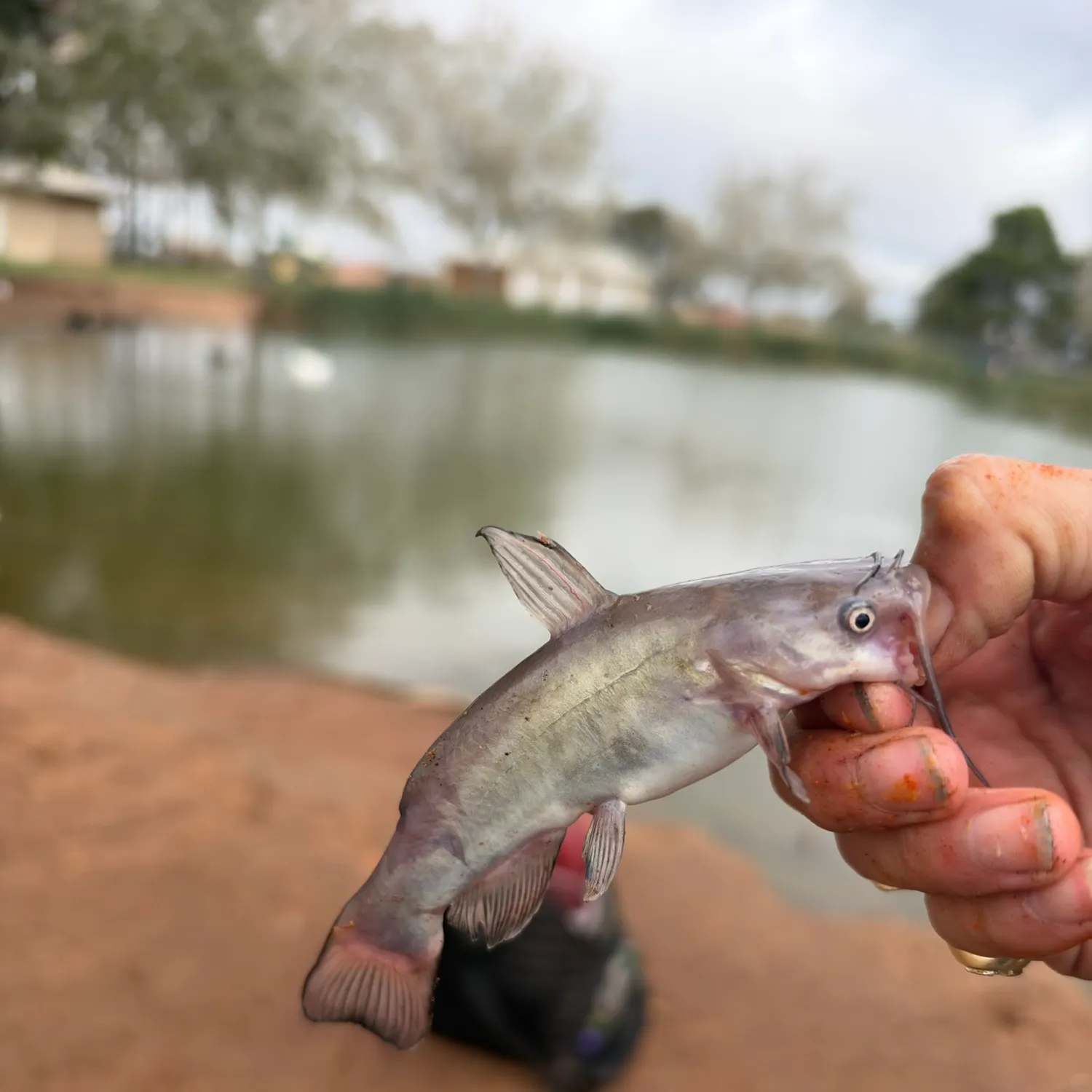 Black bullhead caught on Fishbrain