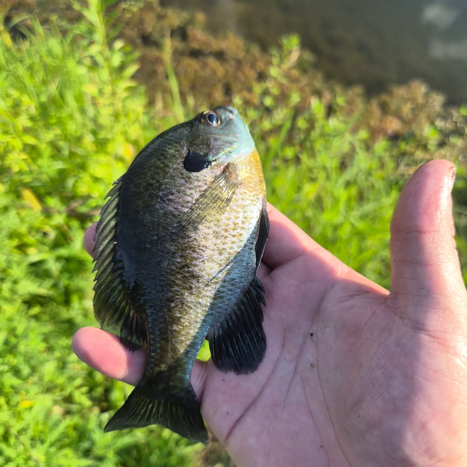 Bluegill caught on Fishbrain