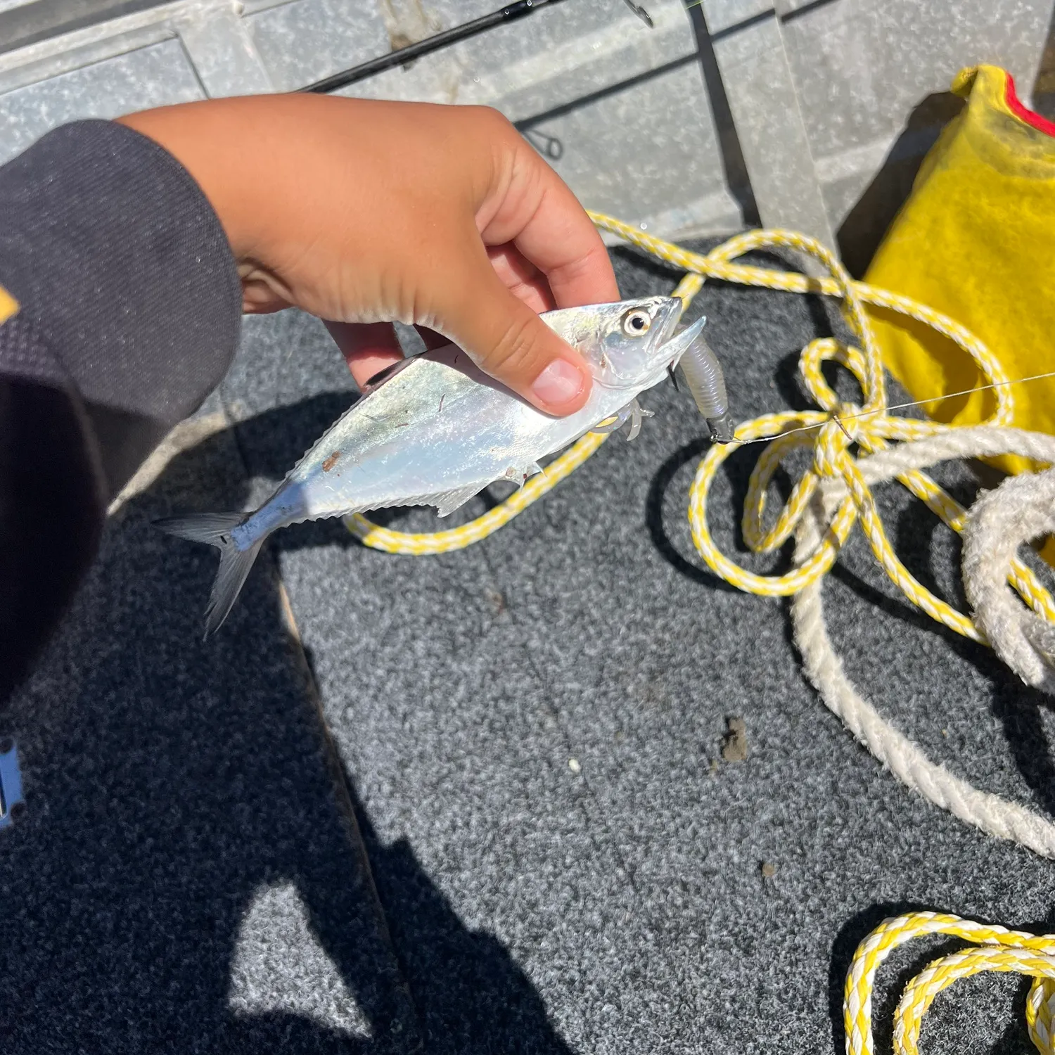 The most recent Talang queenfish catches on Fishbrain