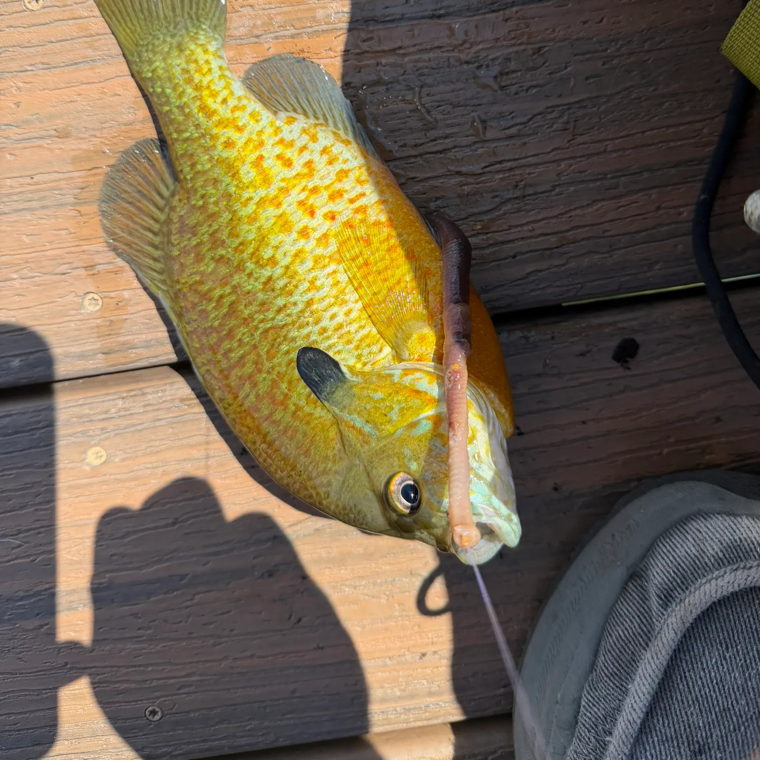 The most recent Redbreast sunfish x bluegill catches on Fishbrain