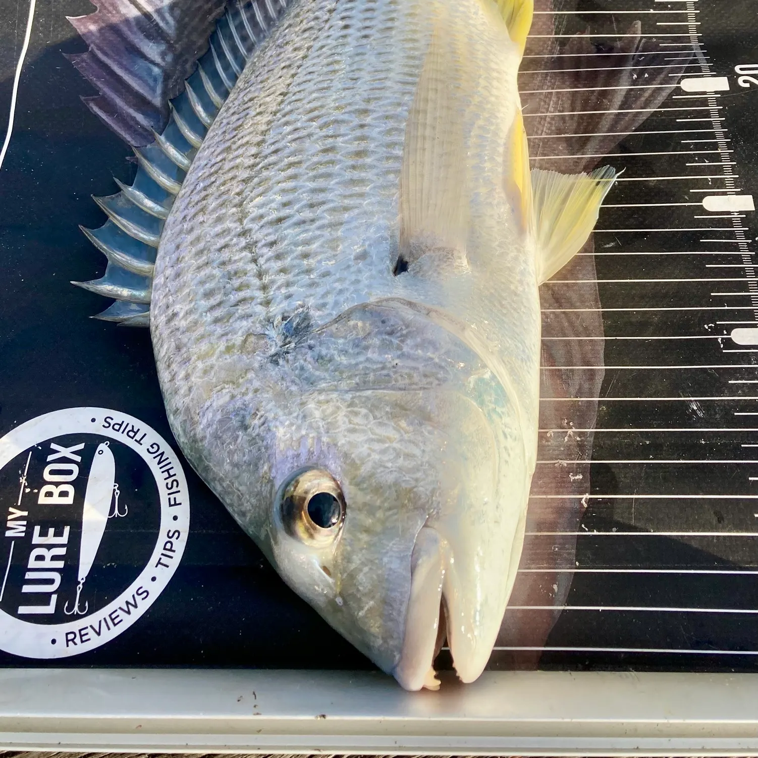 The most recent Surf bream catches on Fishbrain