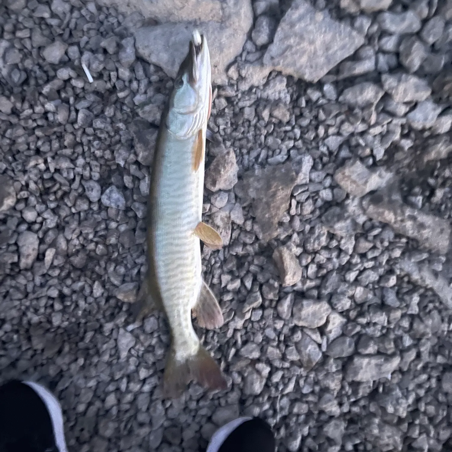 Muskie caught on Fishbrain