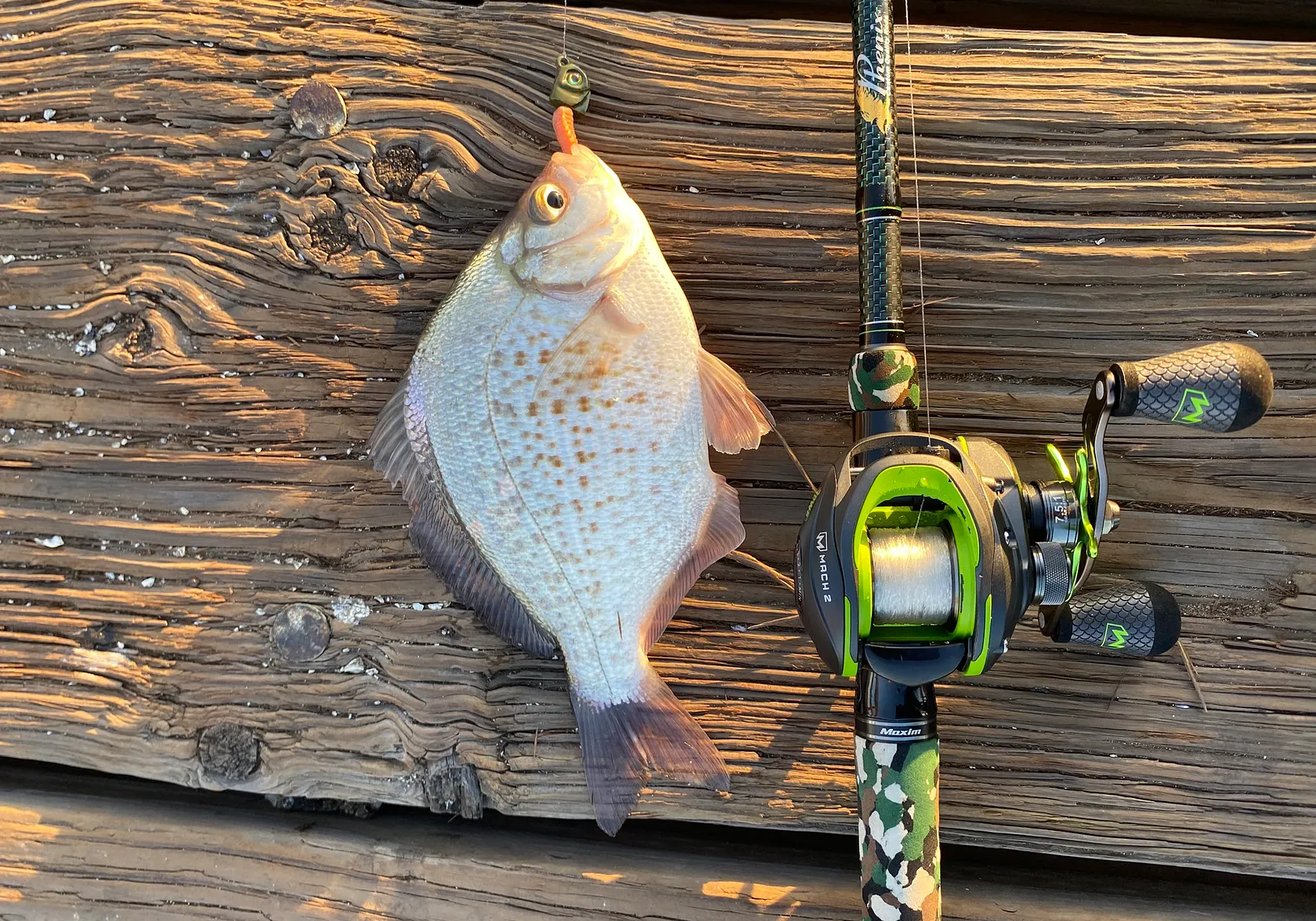 Calico surfperch