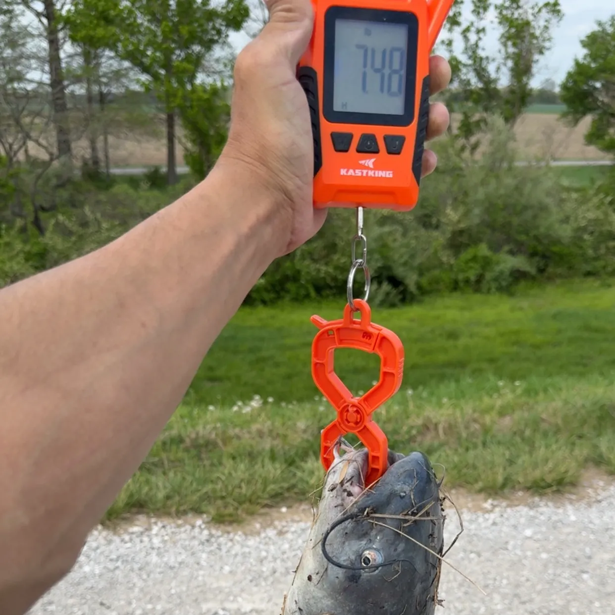 The most recent White bullhead catches on Fishbrain