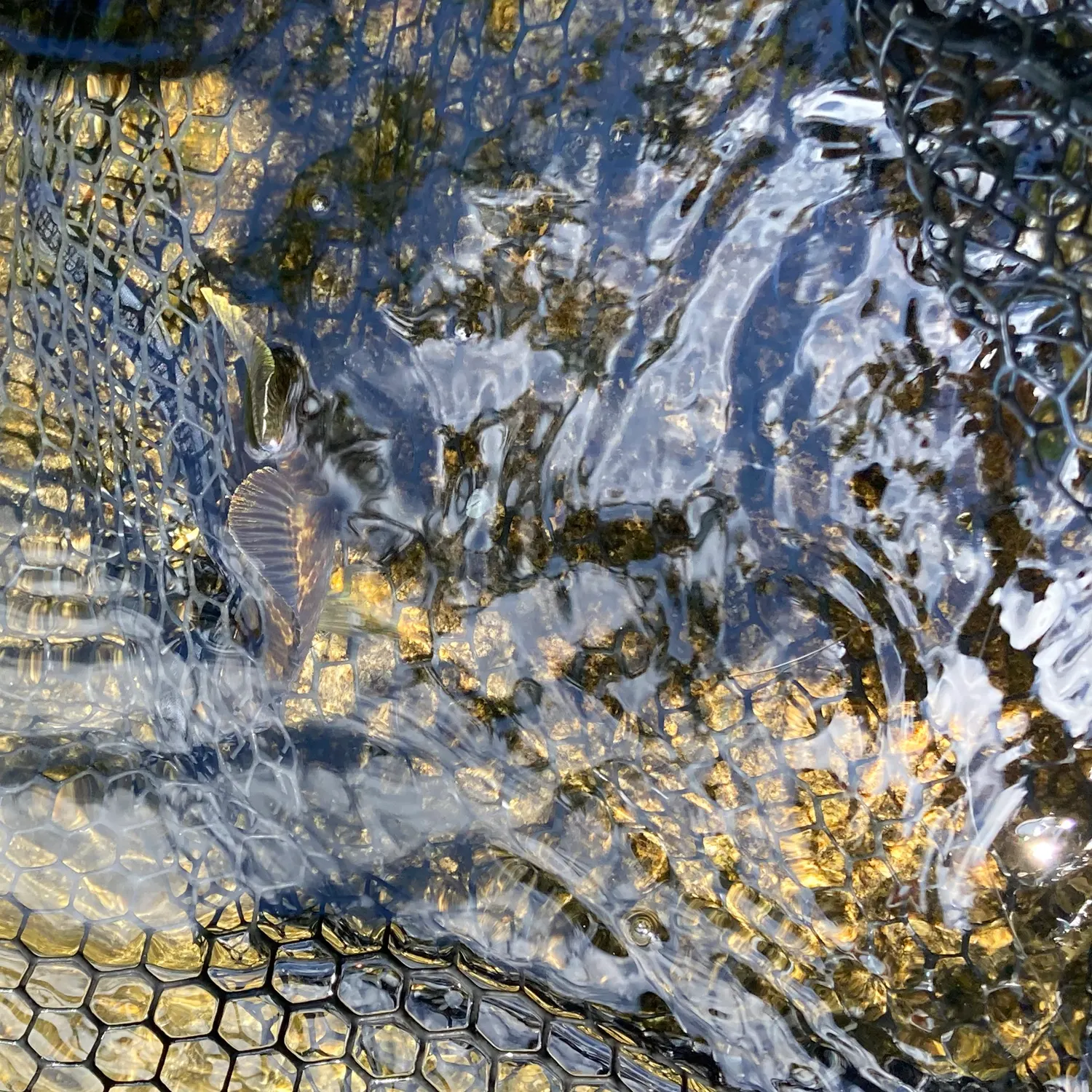 The most recent Dollar sunfish catches on Fishbrain
