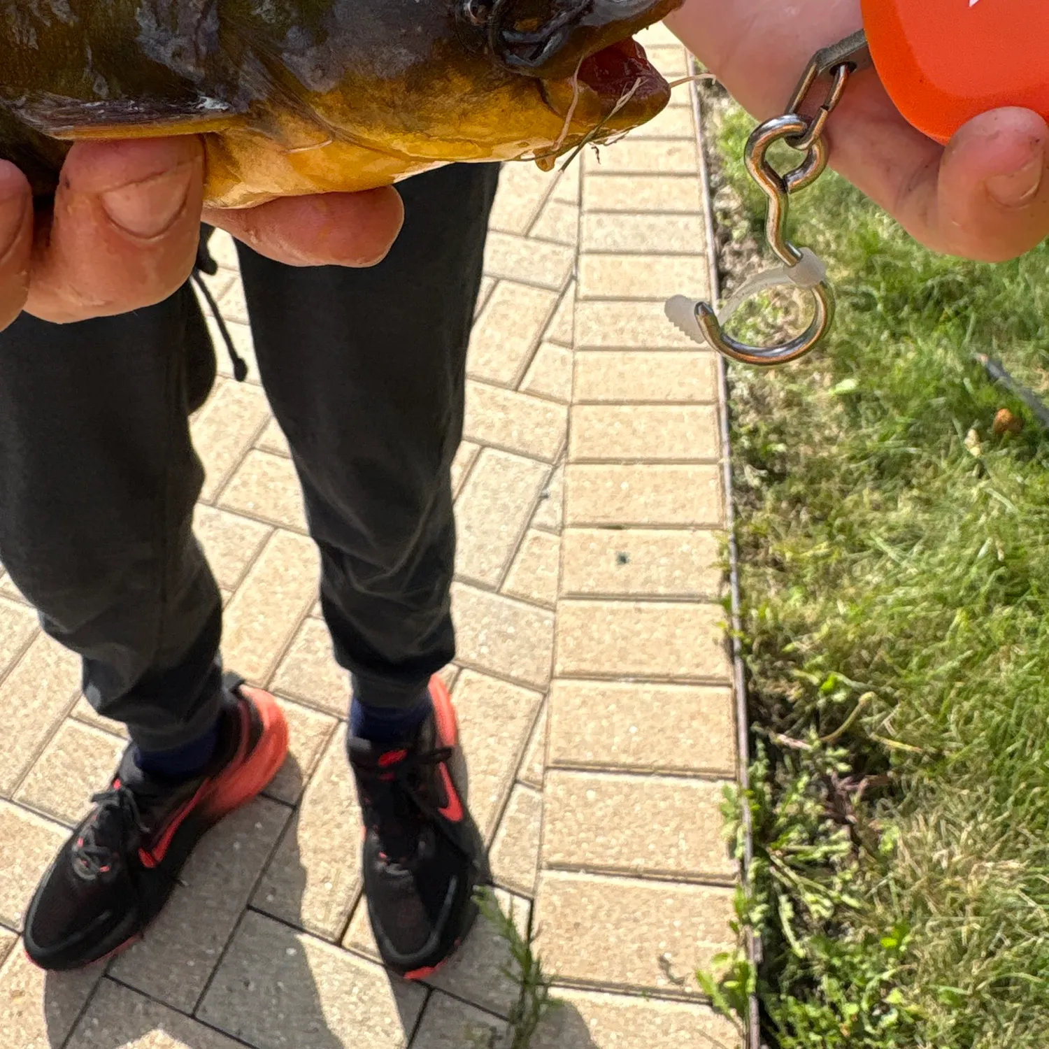 Yellow bullhead caught on Fishbrain