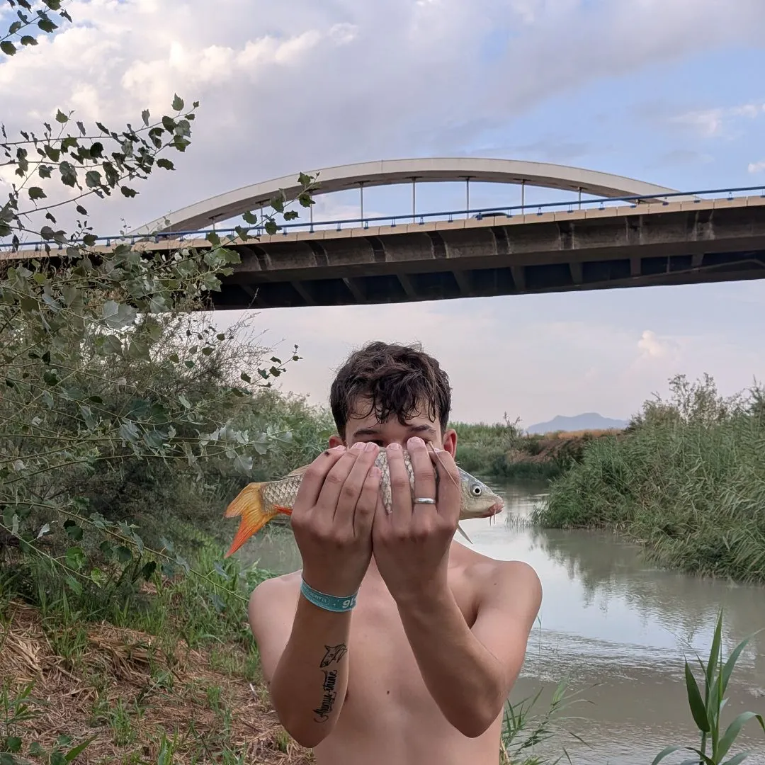 Common carp caught on Fishbrain