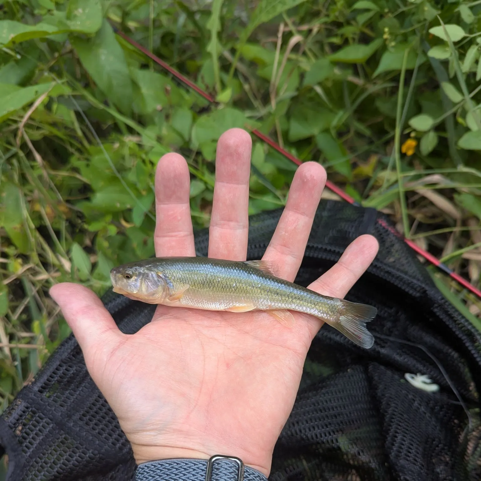 The most recent Creek chub catches on Fishbrain