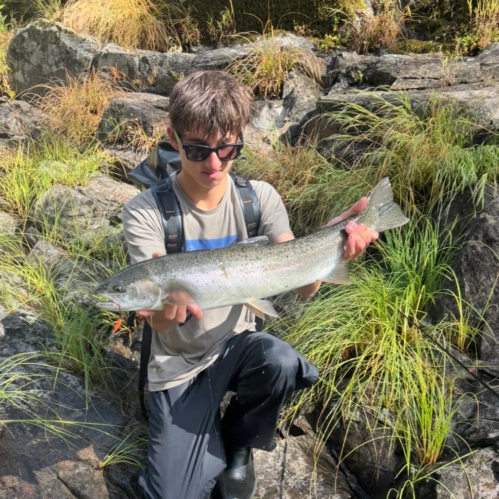Steelhead caught on Fishbrain