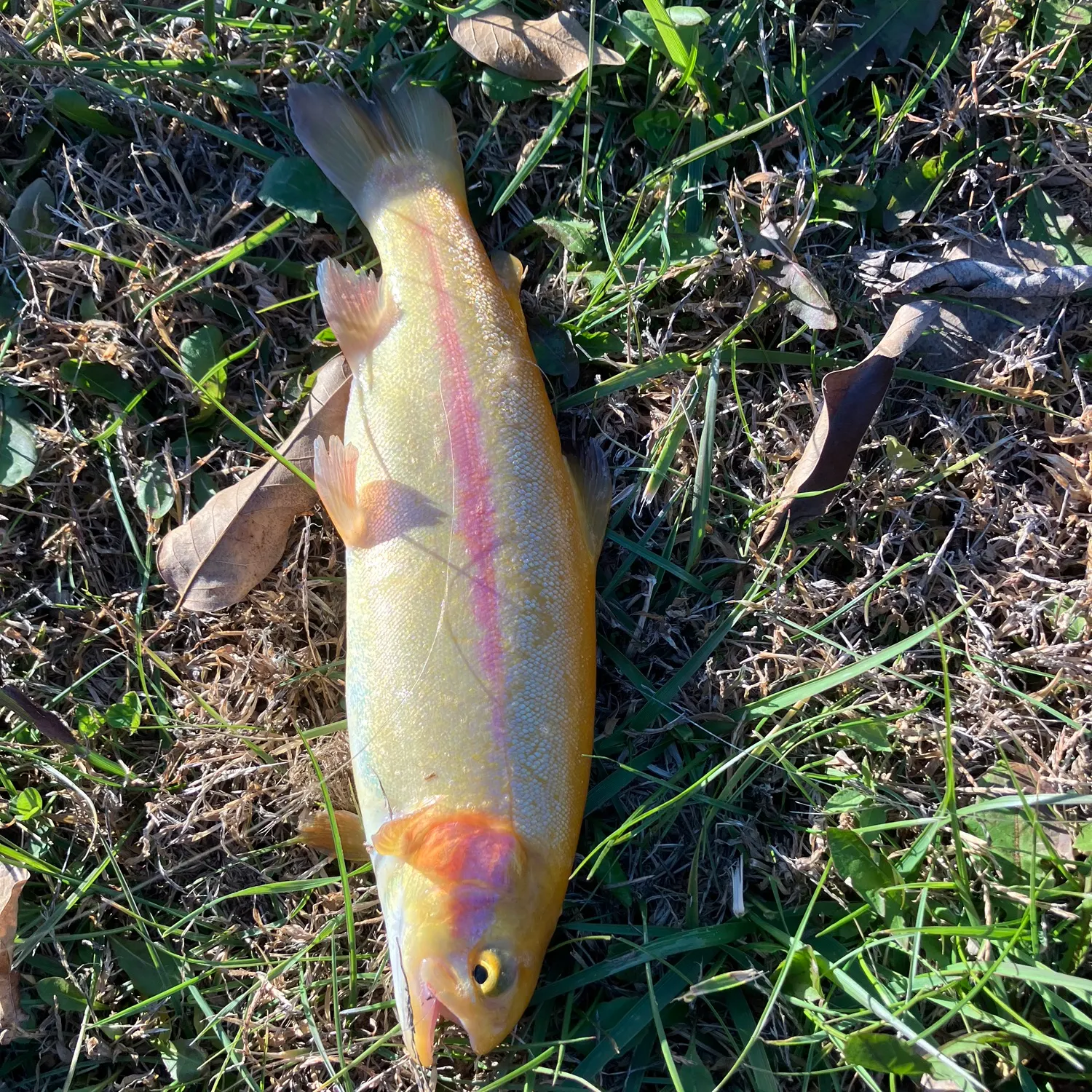 angler catch