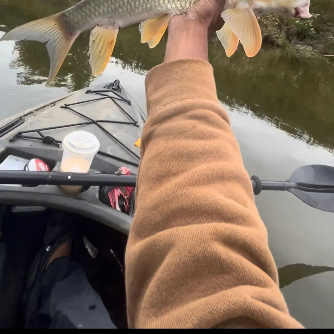 Silver redhorse caught on Fishbrain