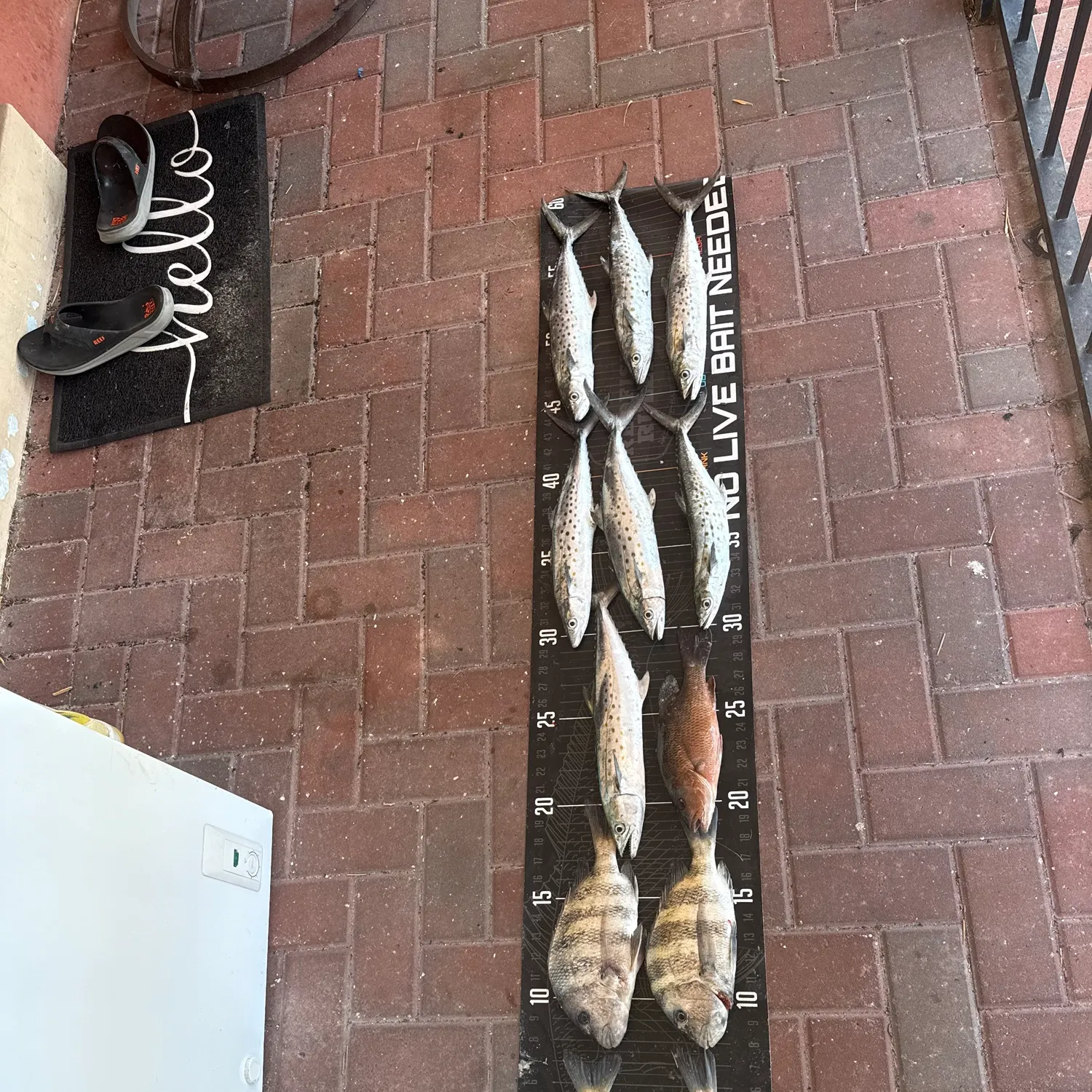 recently logged catches