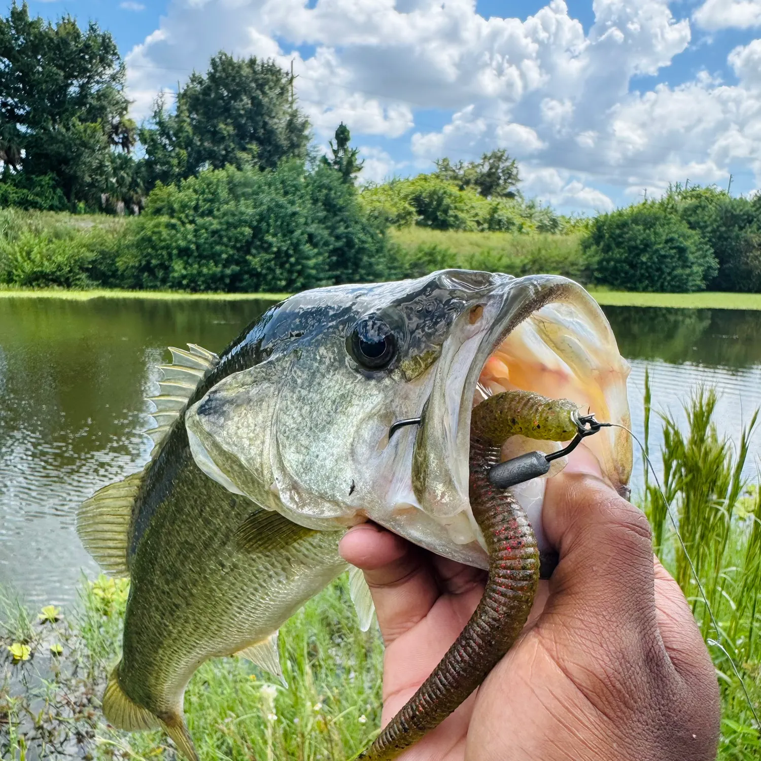 Largemouth bass caught on Fishbrain