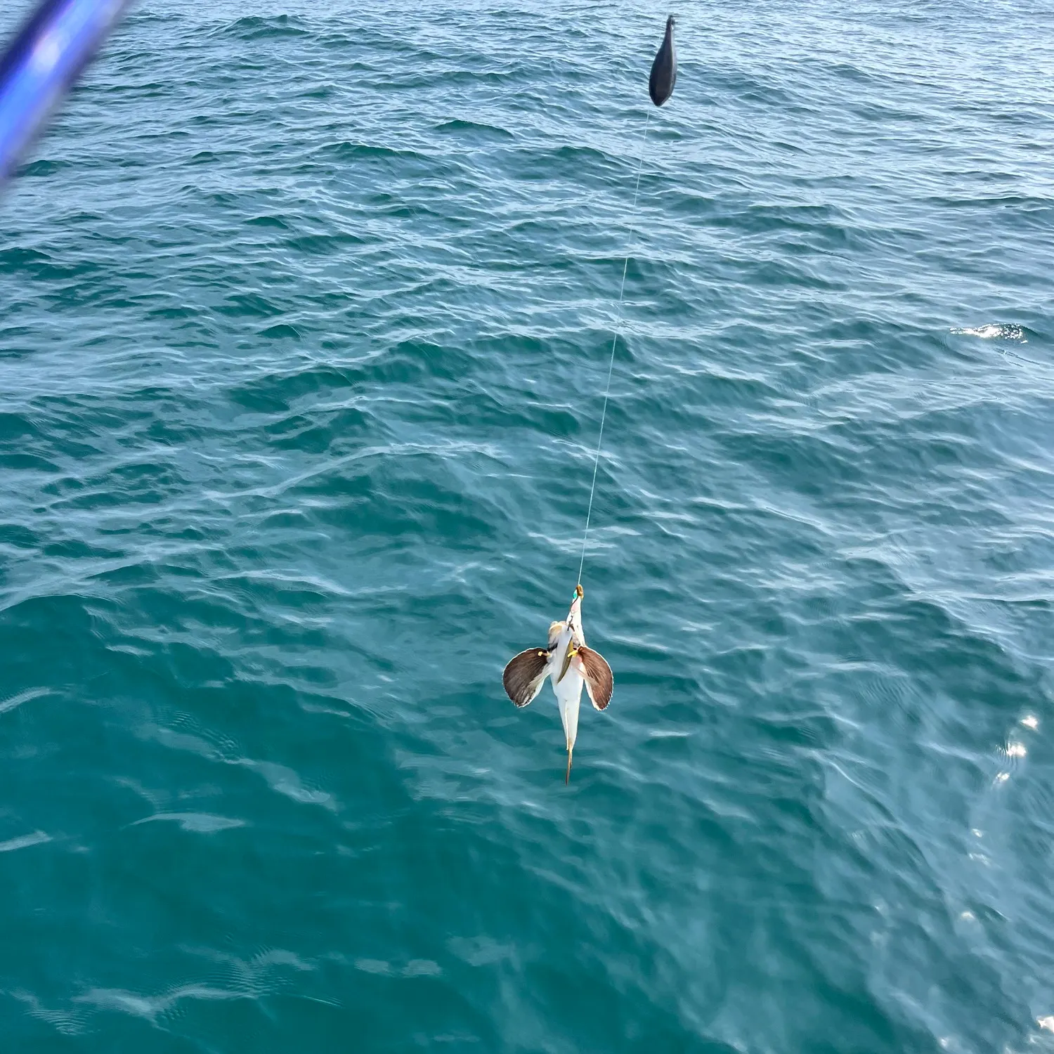 The most recent Striped searobin catches on Fishbrain