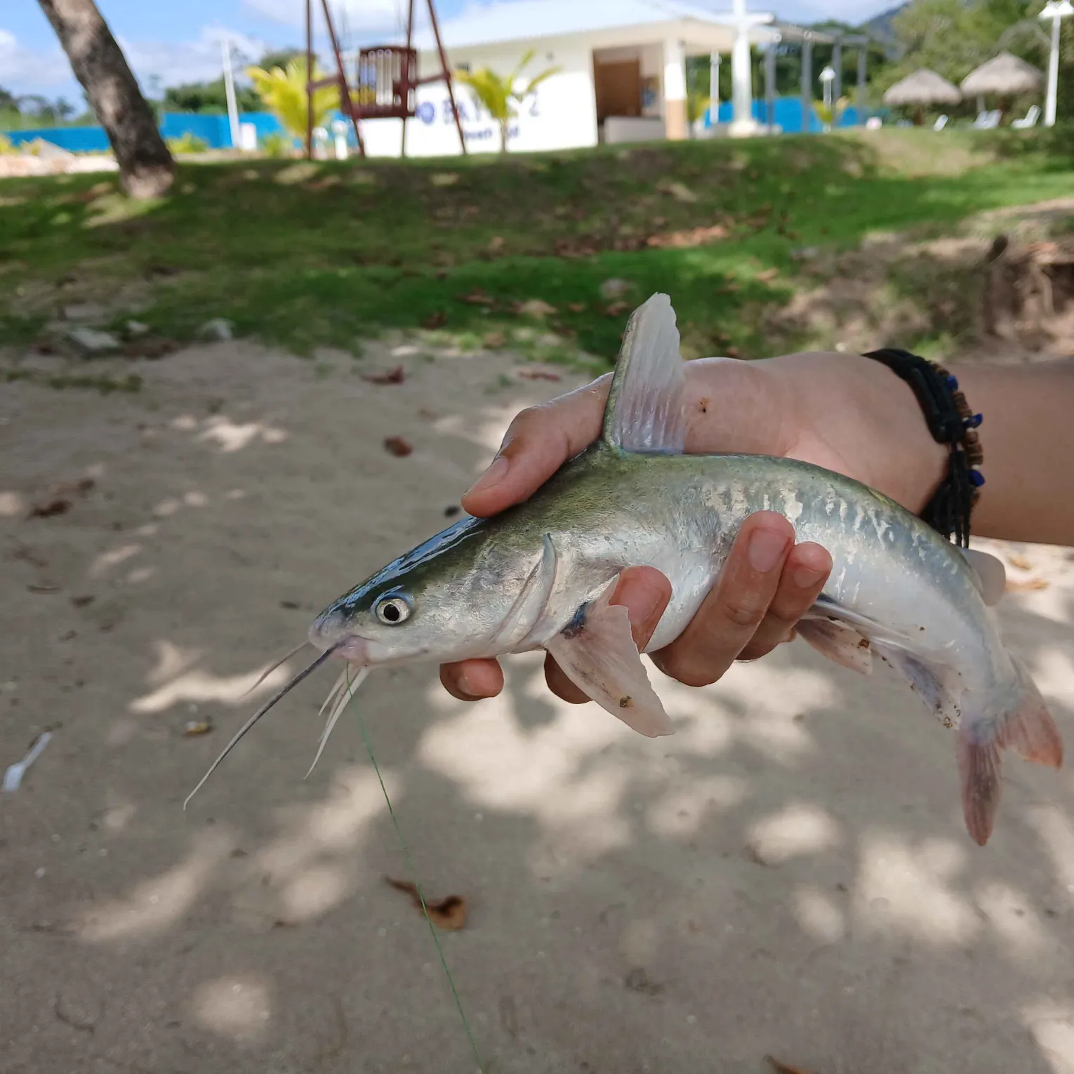 The most recent Gafftopsail sea catfish catches on Fishbrain