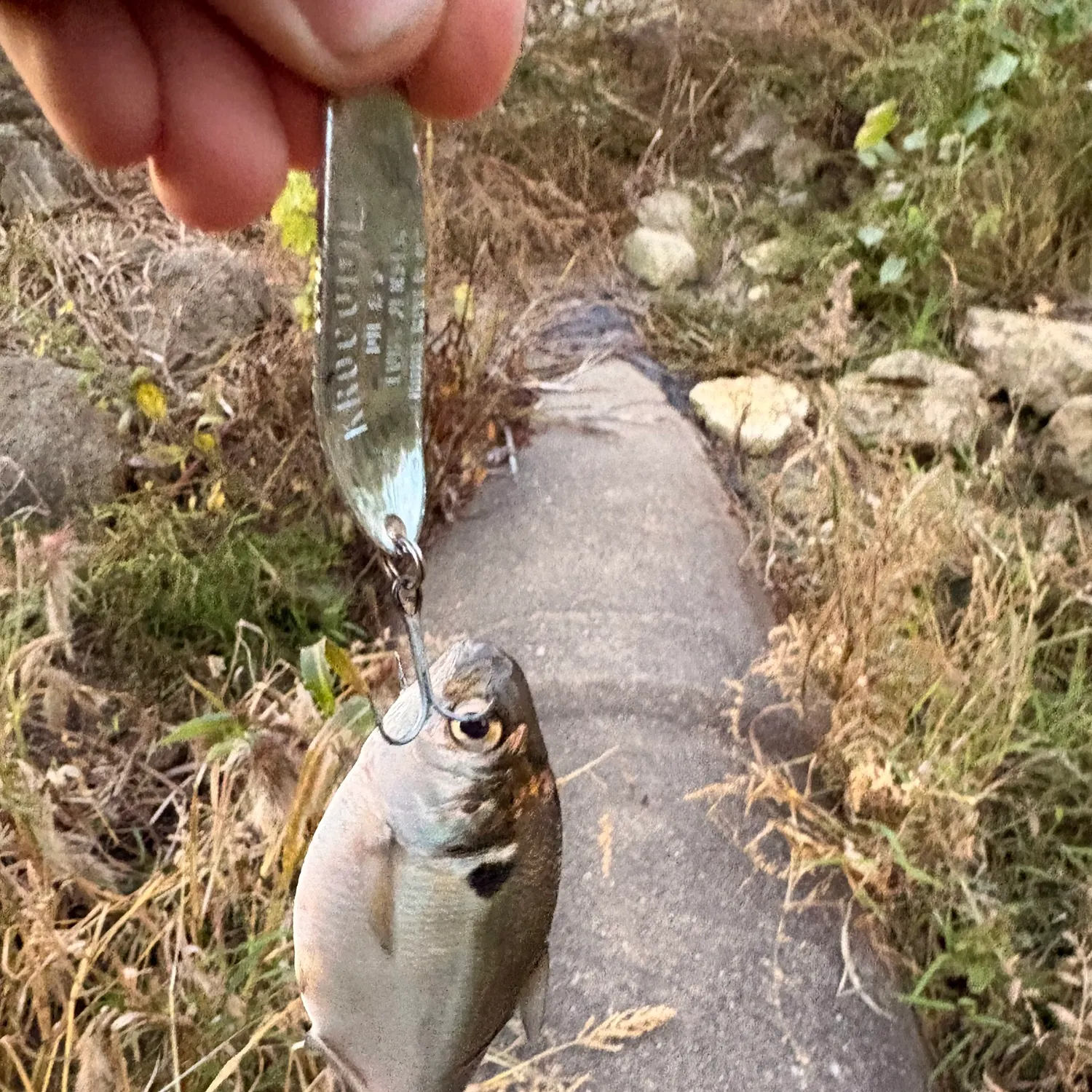 American gizzard shad caught on Fishbrain