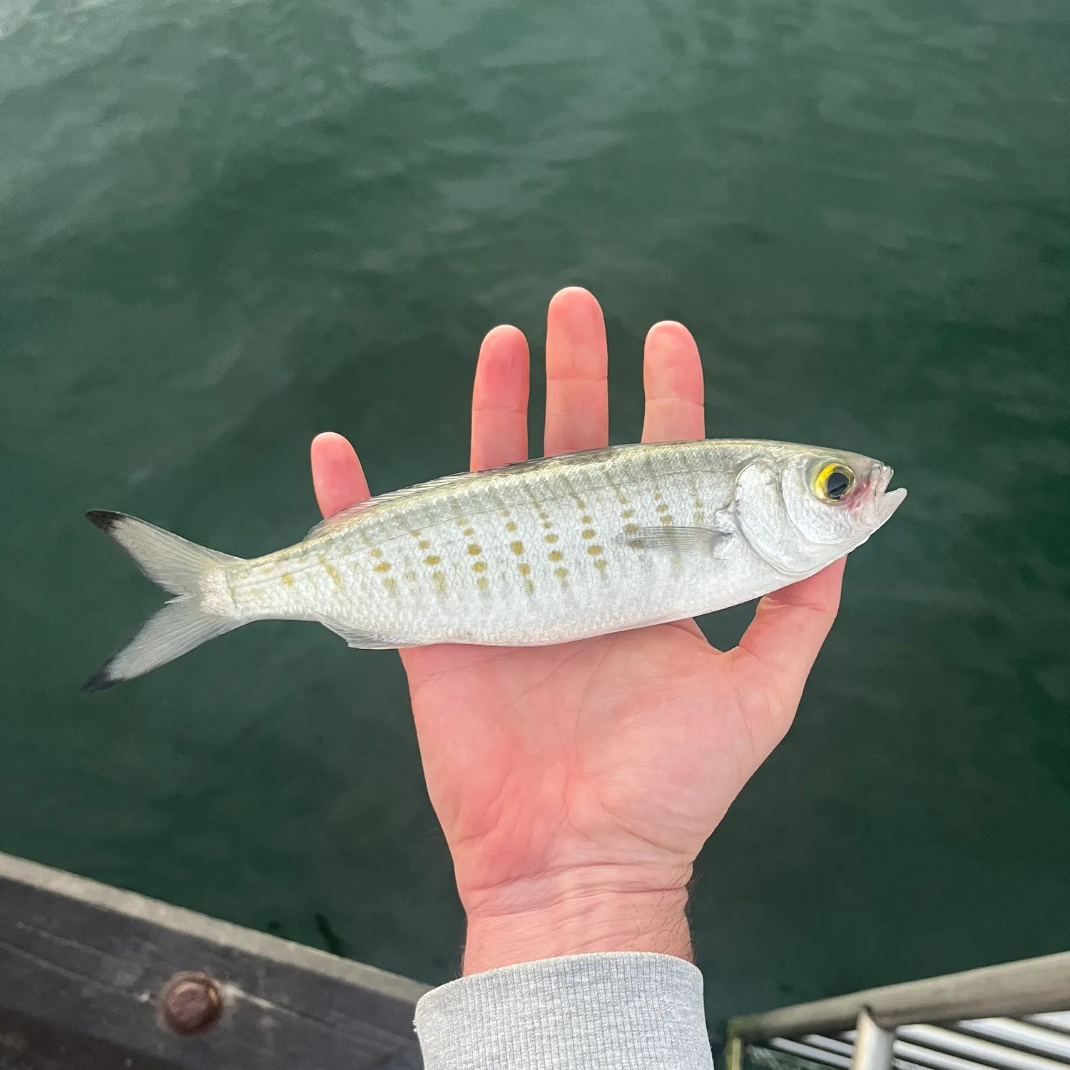 The most recent Australian ruff catches on Fishbrain