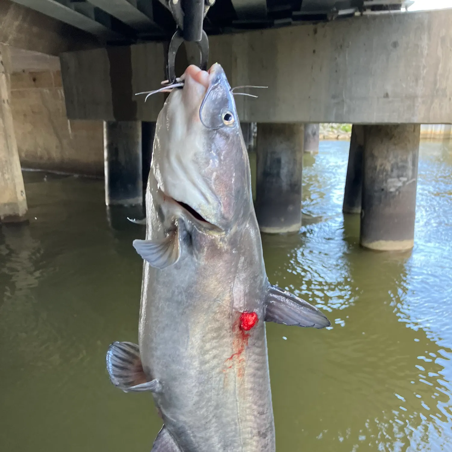 Blue catfish caught on Fishbrain