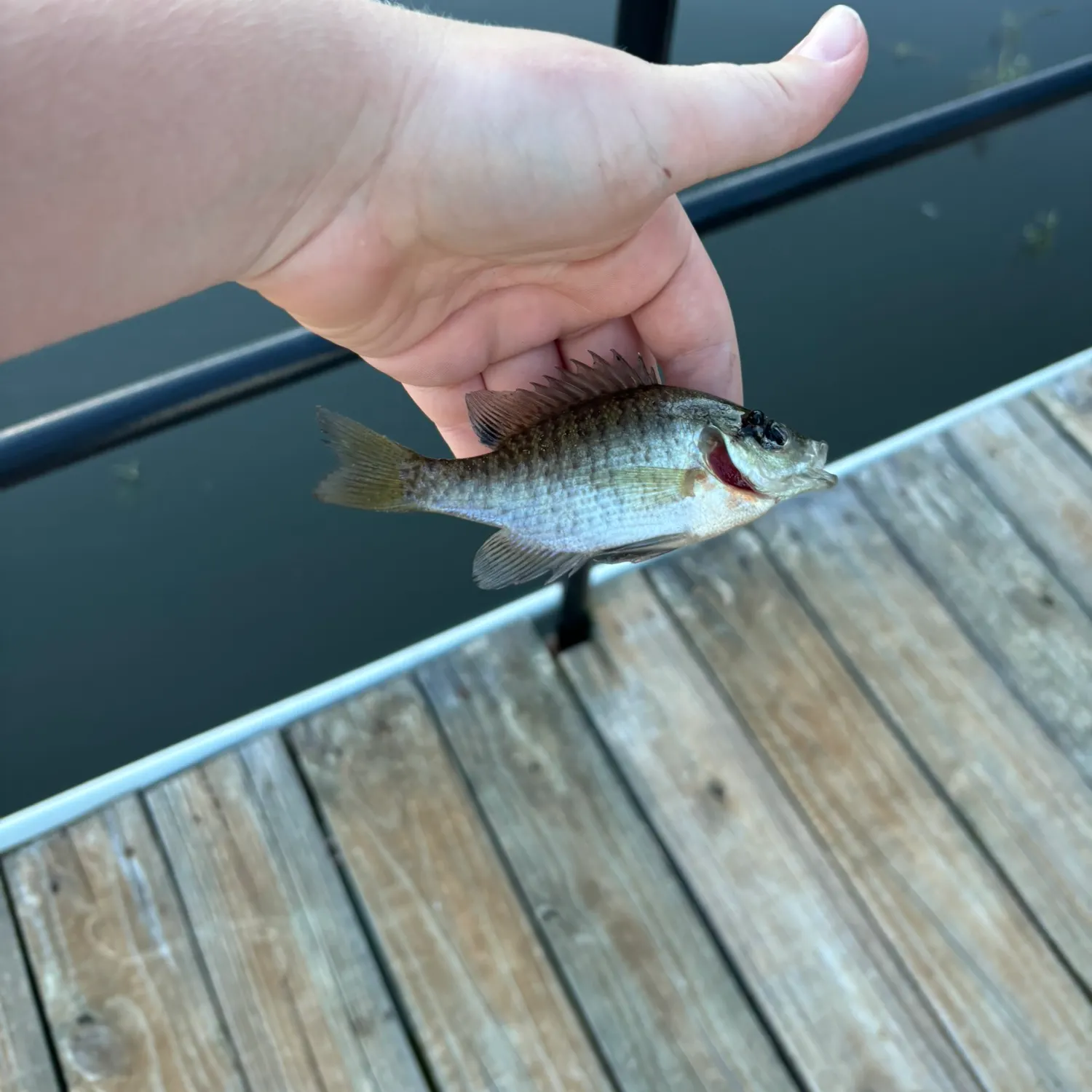 Bluegill caught on Fishbrain