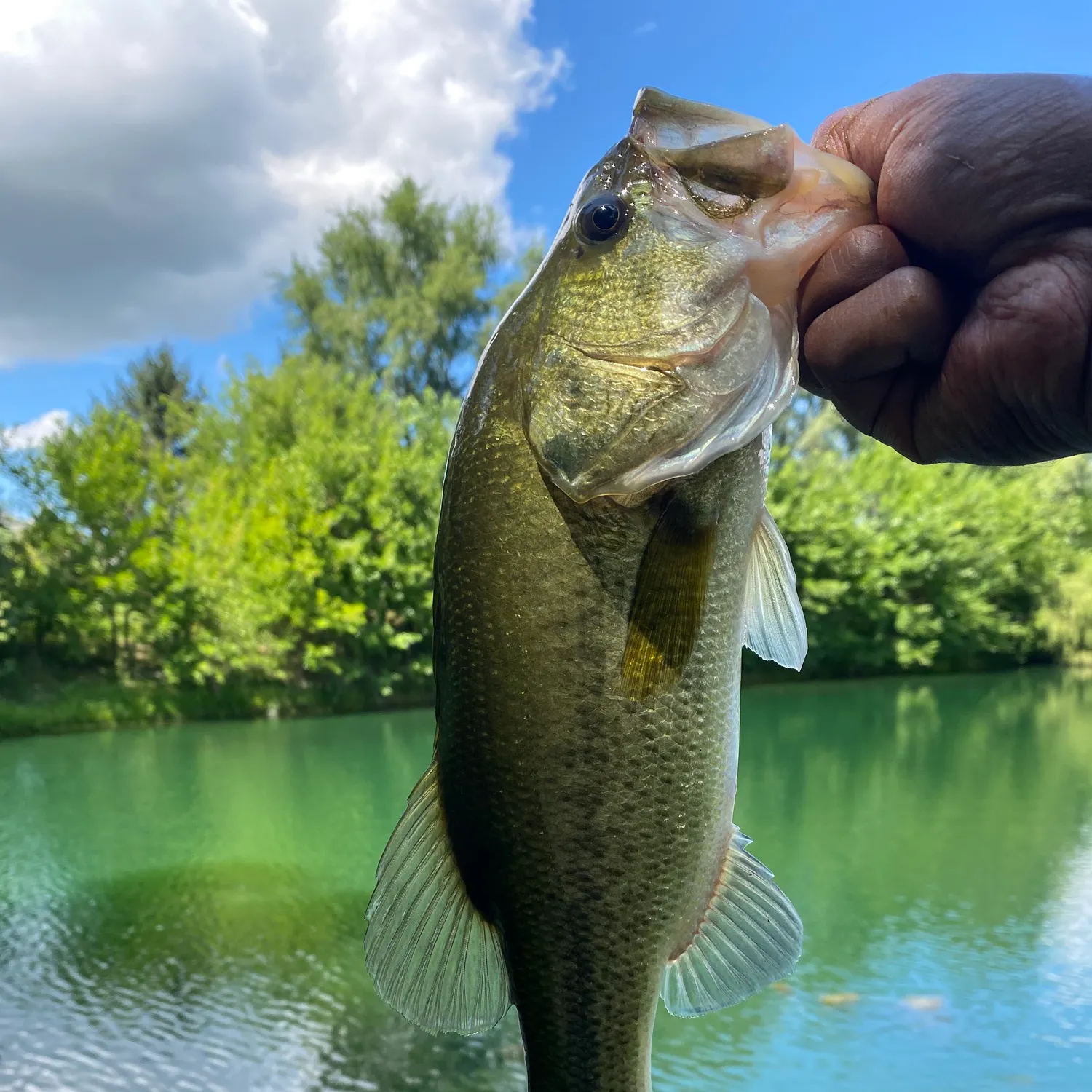 Largemouth bass caught on Fishbrain