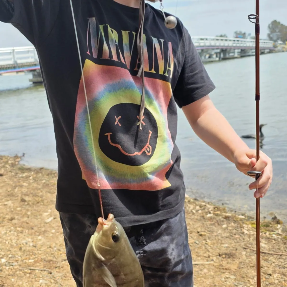 The most recent Luderick catches on Fishbrain