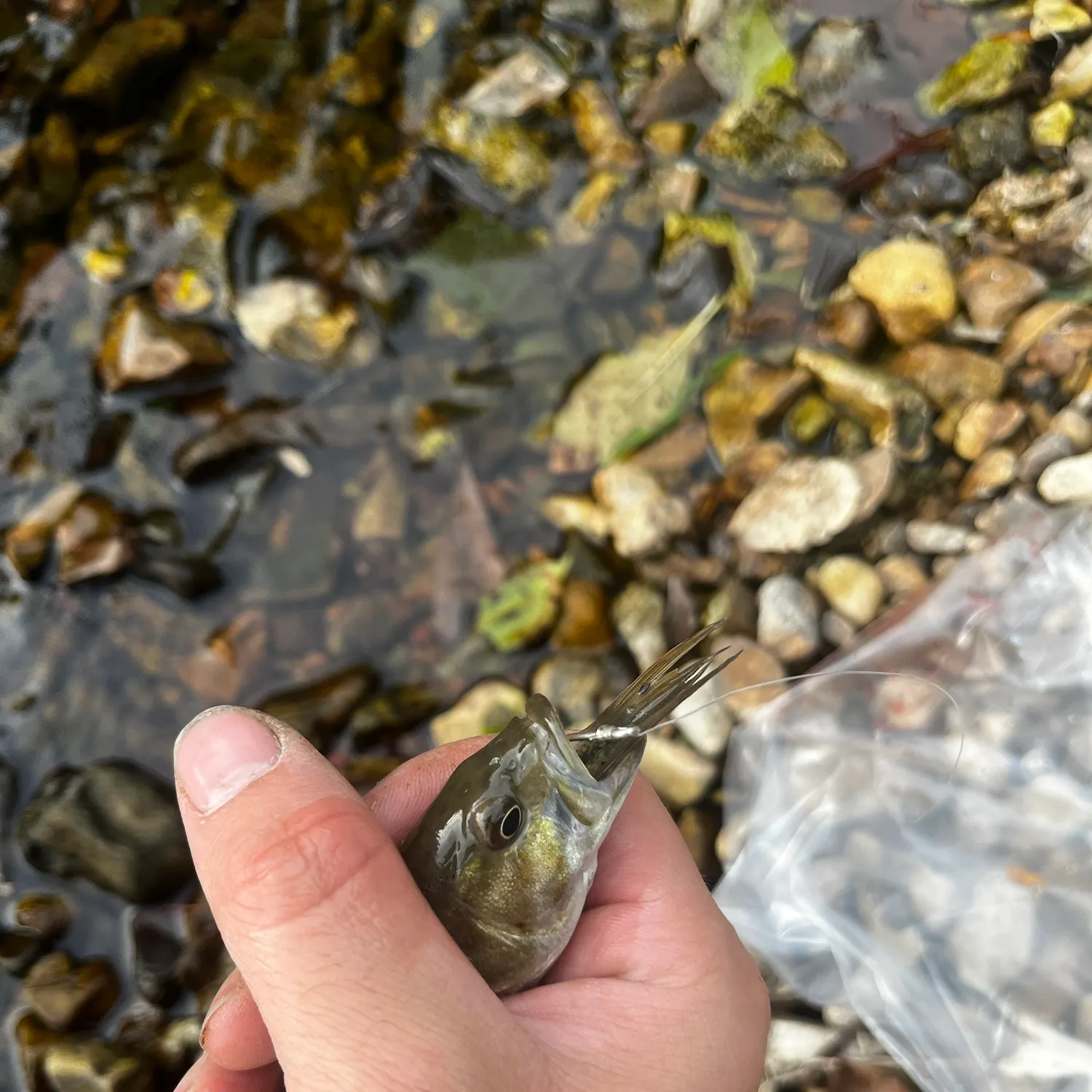 Smallmouth bass caught on Fishbrain