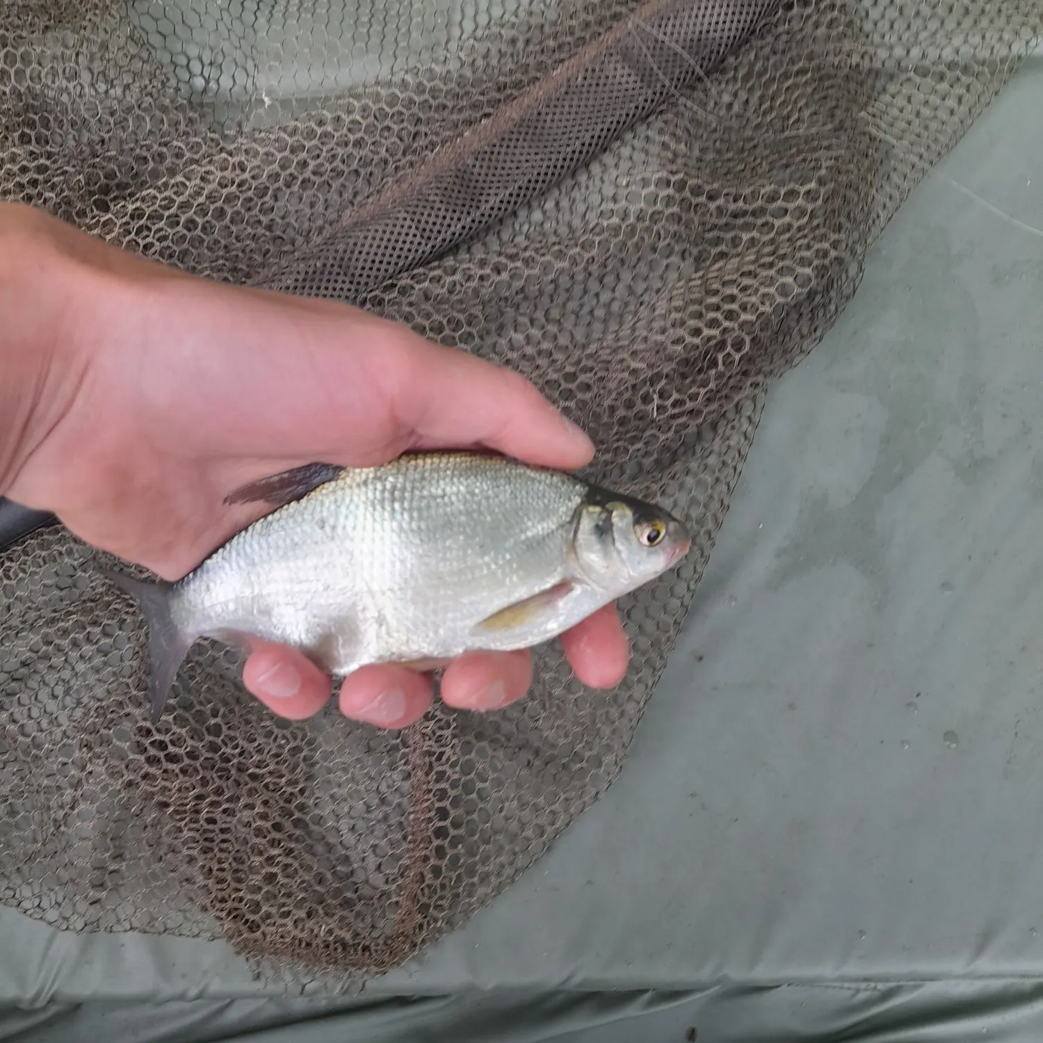 The most recent White bream catches on Fishbrain