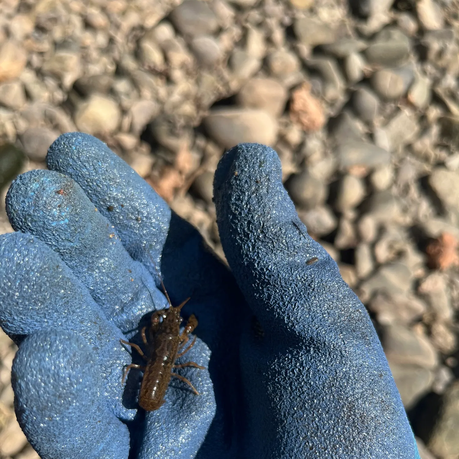 The most recent Virile crayfish catches on Fishbrain