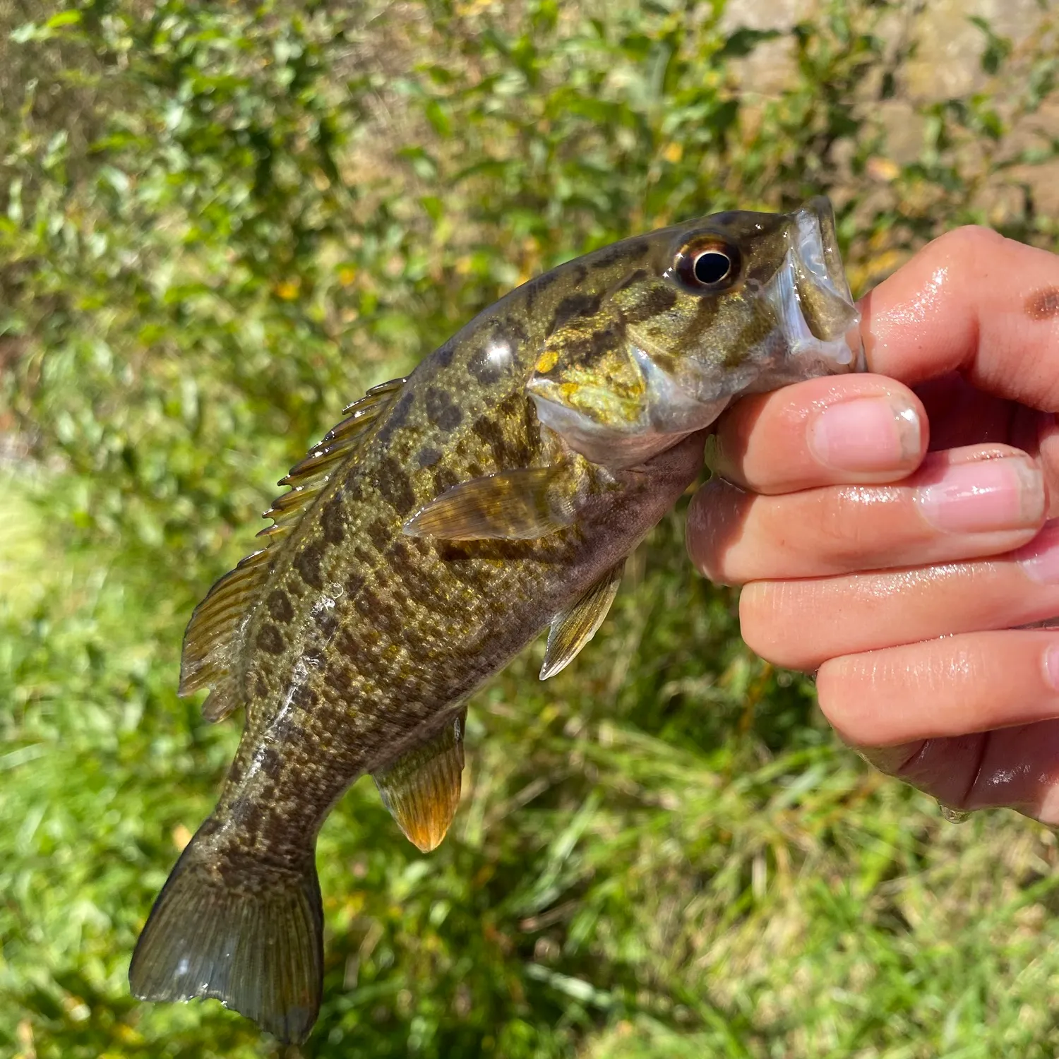 Smallmouth bass caught on Fishbrain