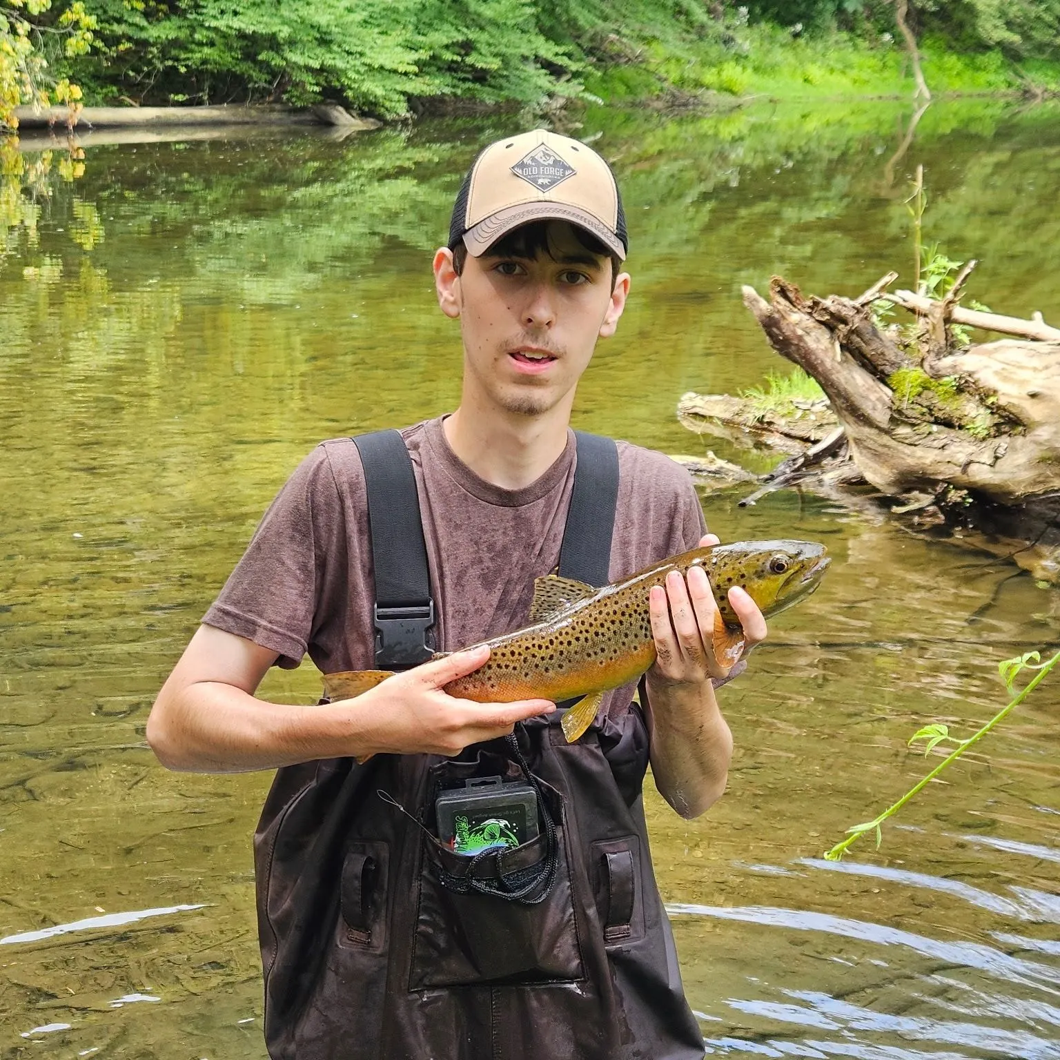 Brown trout caught on Fishbrain