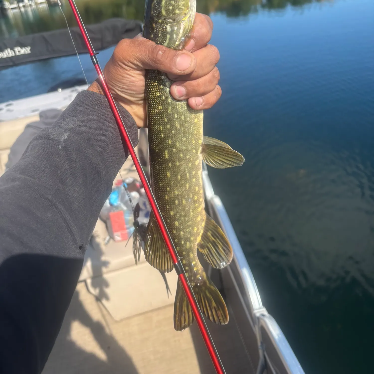Northern pike caught on Fishbrain