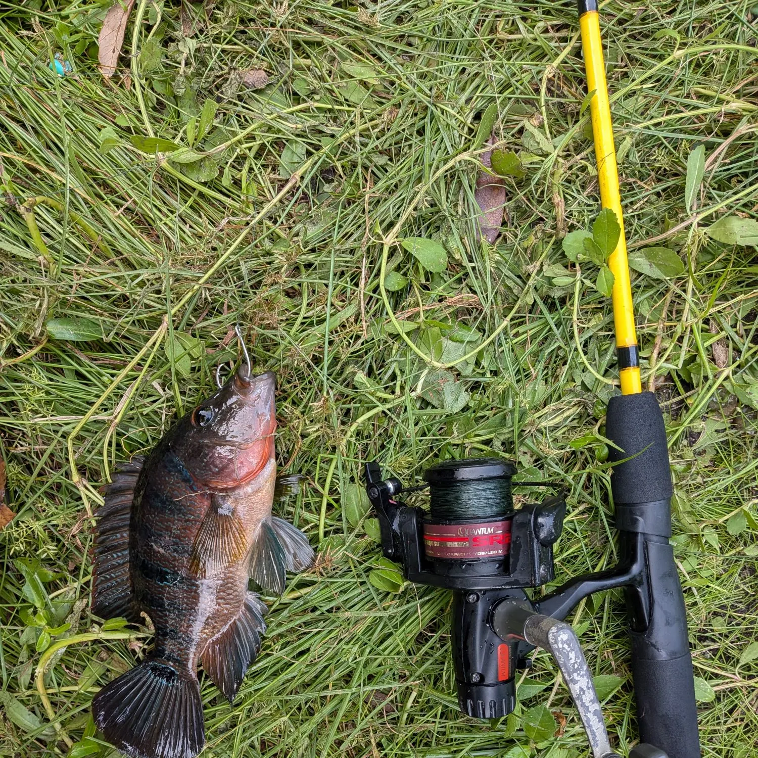 Mayan cichlid caught on Fishbrain