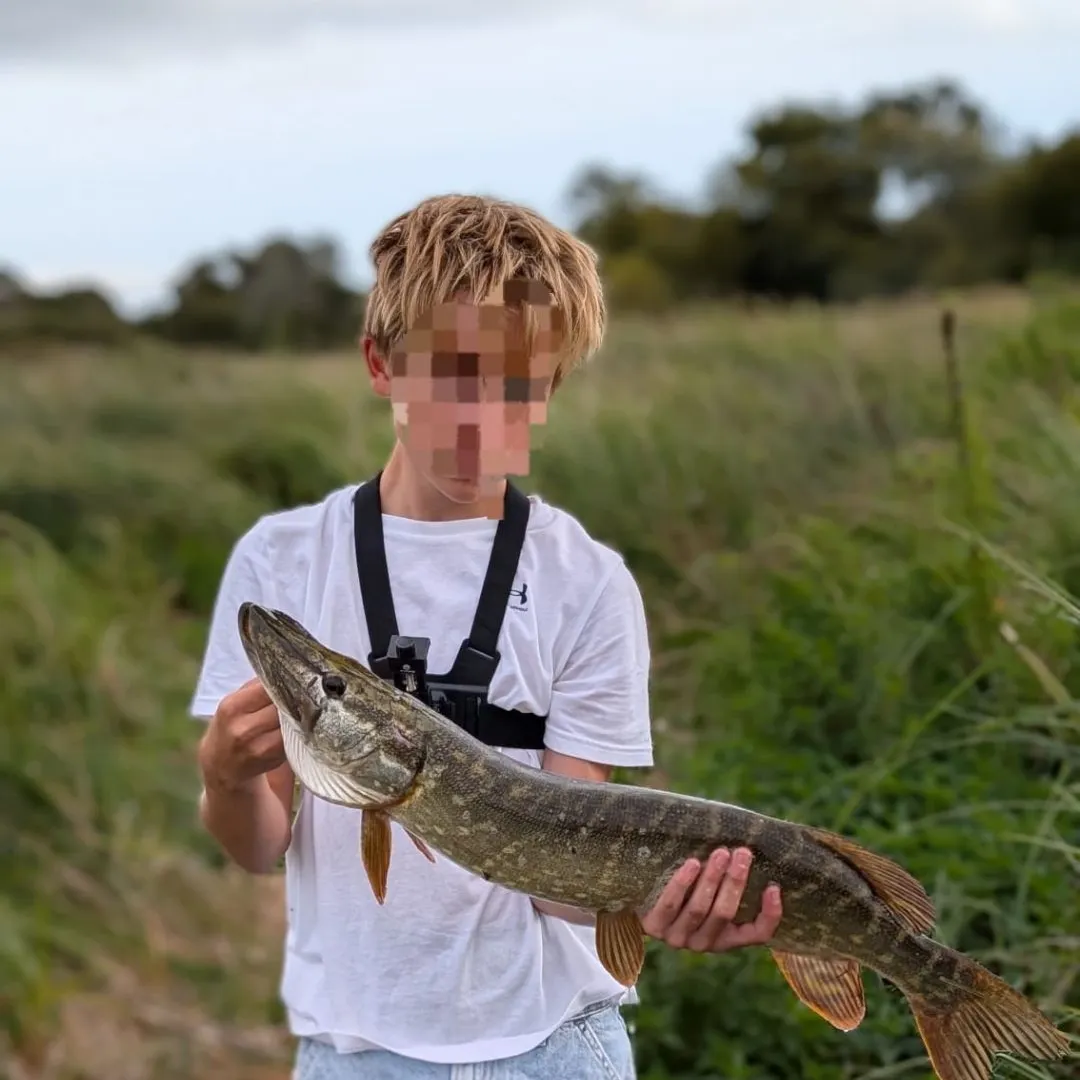Northern pike caught on Fishbrain