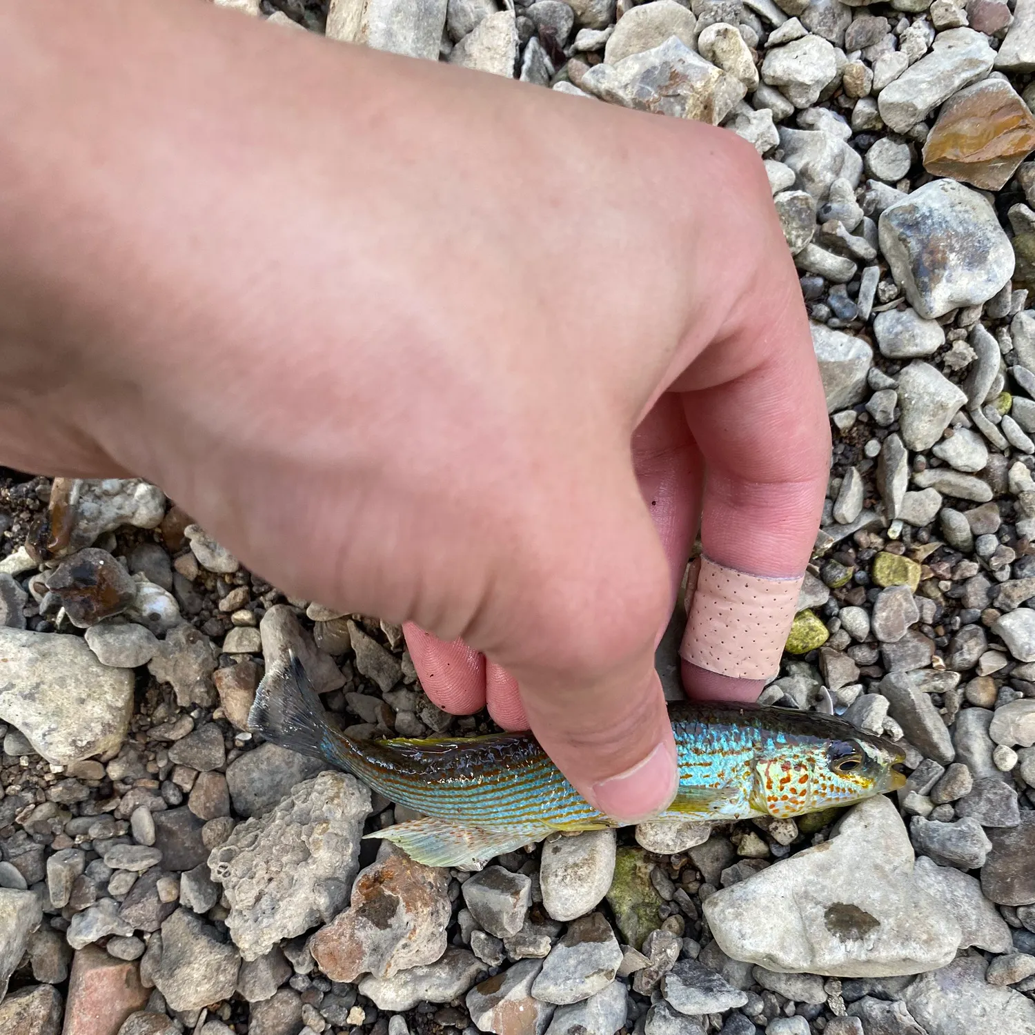 The most recent Northern studfish catches on Fishbrain