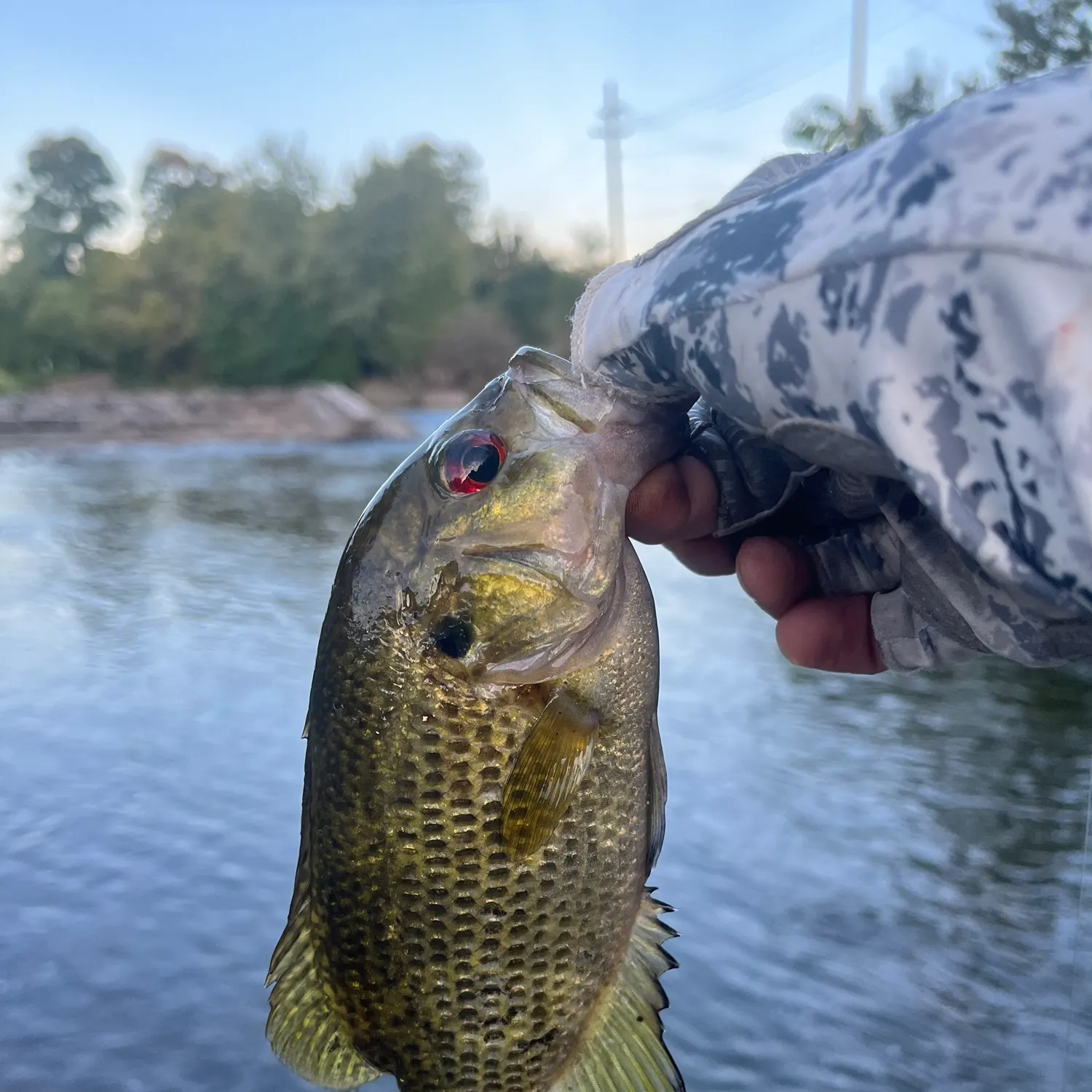 Rock bass caught on Fishbrain