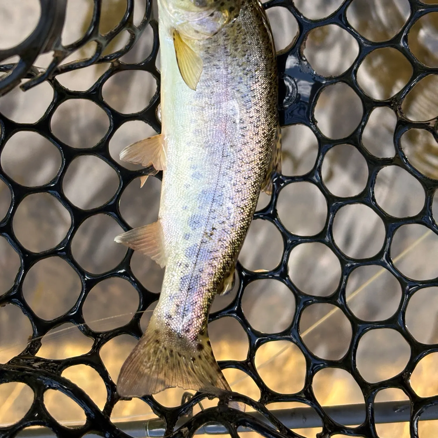 Rainbow trout caught on Fishbrain