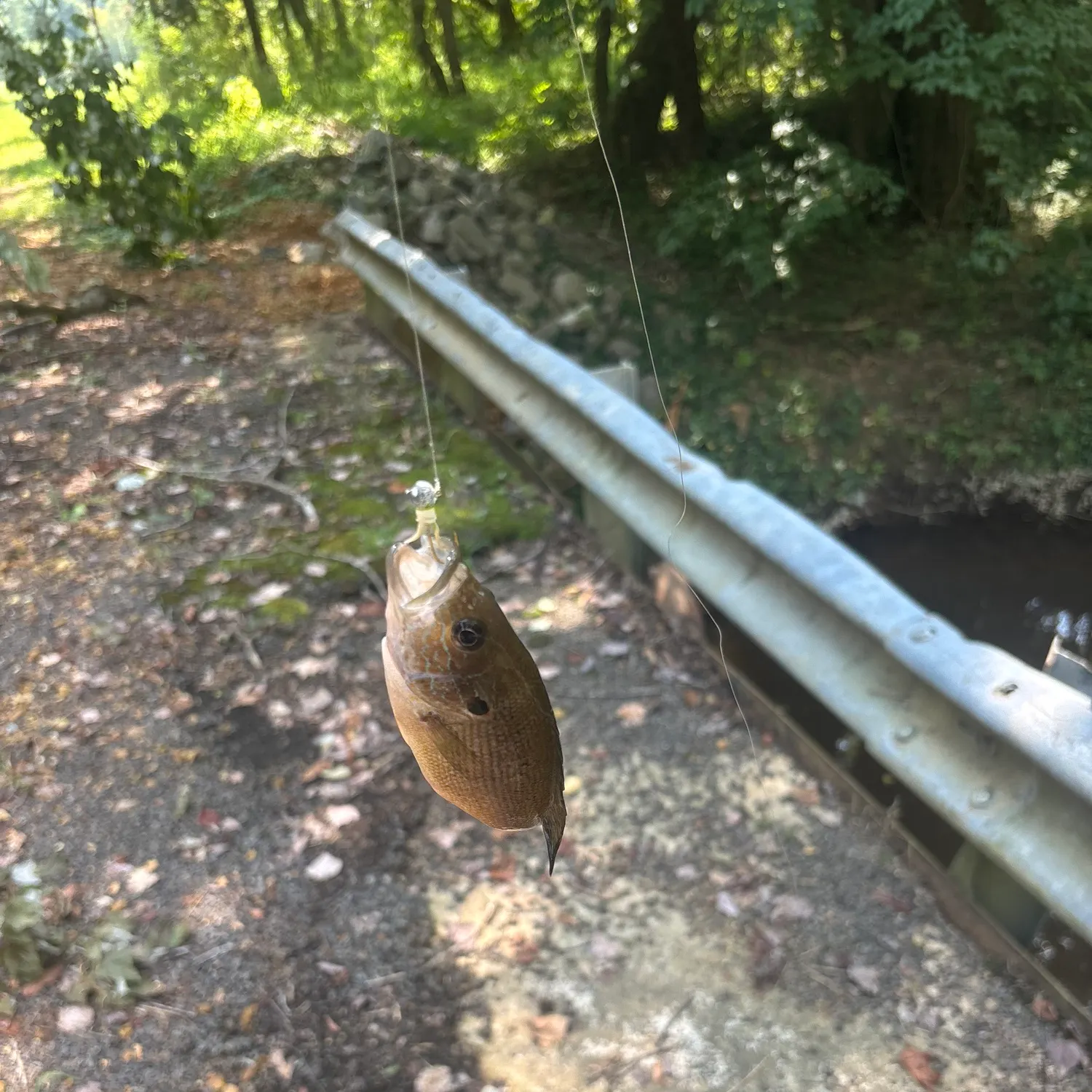 Green sunfish caught on Fishbrain