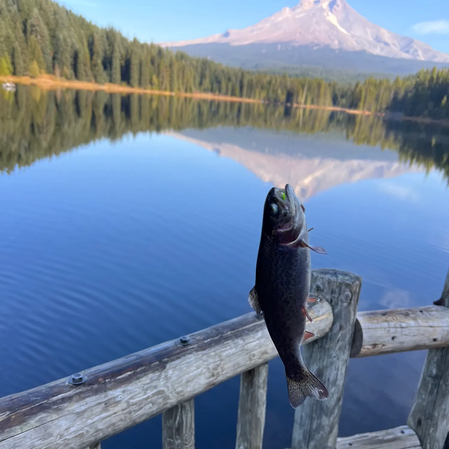 Rainbow trout caught on Fishbrain