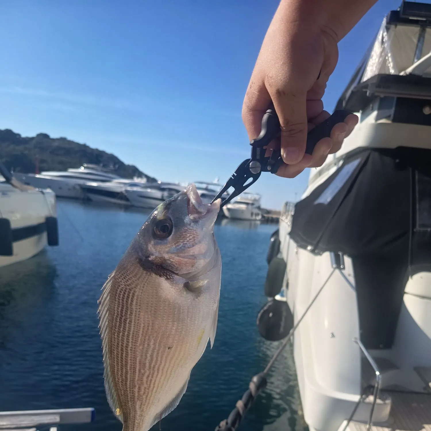 Gilthead seabream caught on Fishbrain