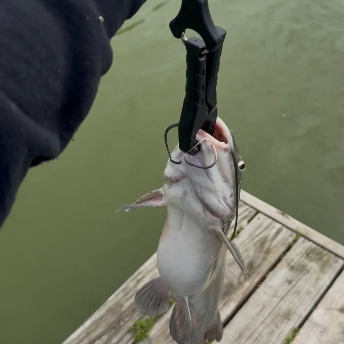 The most recent White bullhead catches on Fishbrain