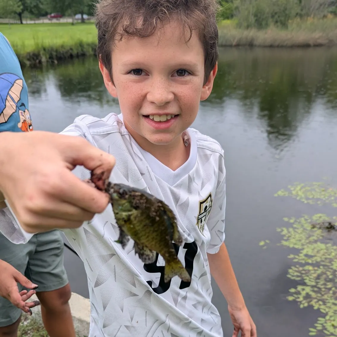 Bluegill caught on Fishbrain